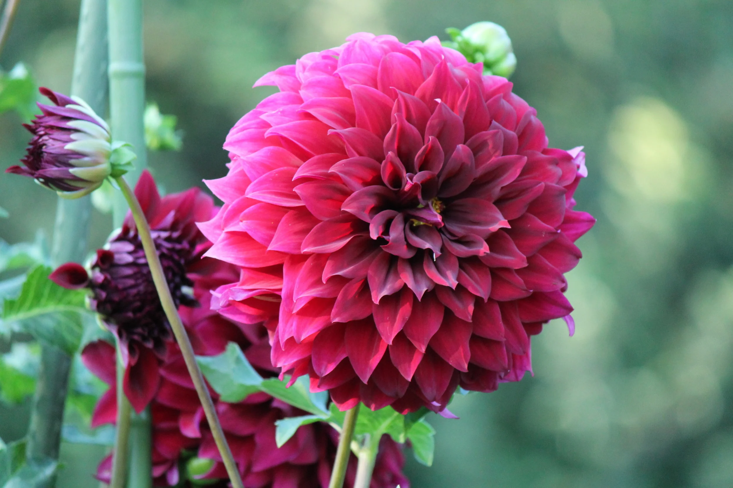 Dahlia