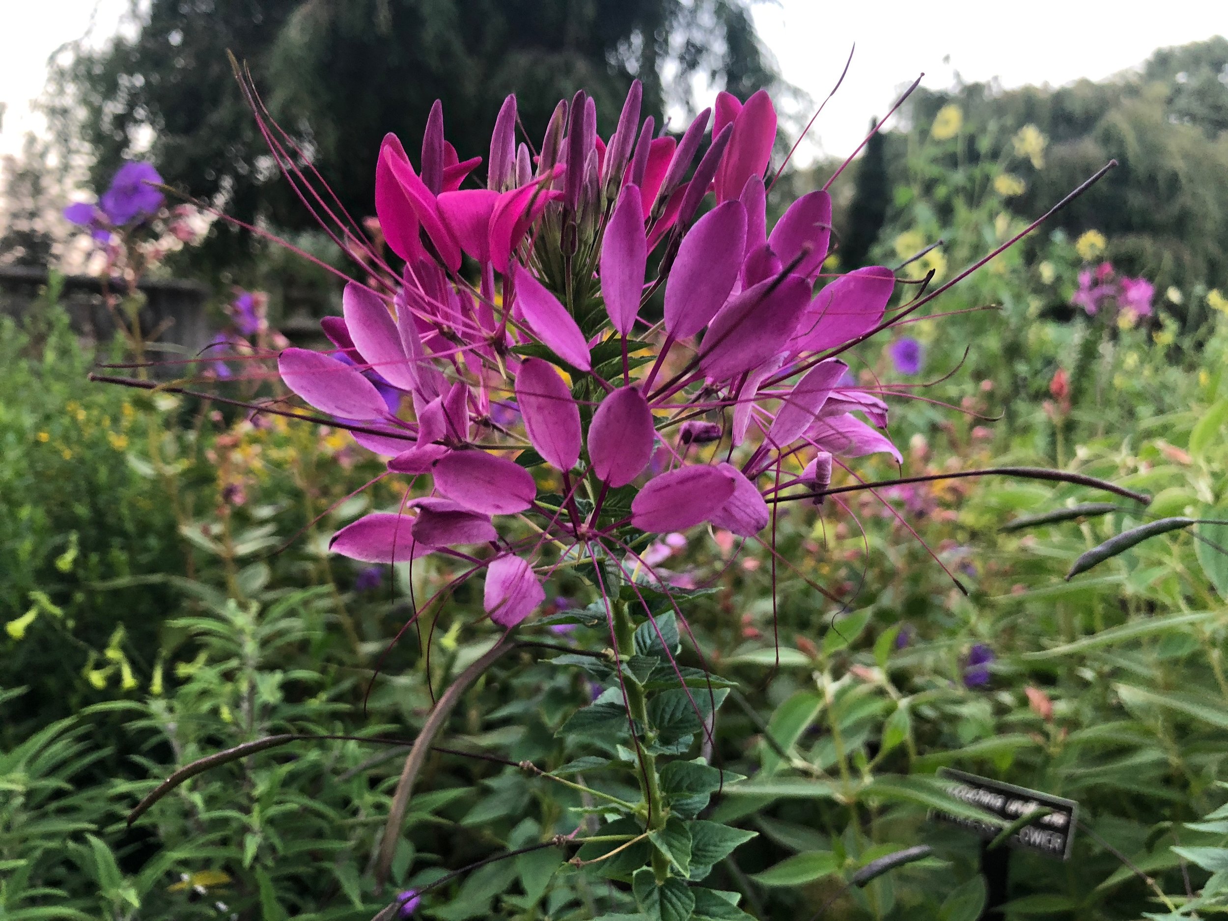 Spider Flower (Cleome)