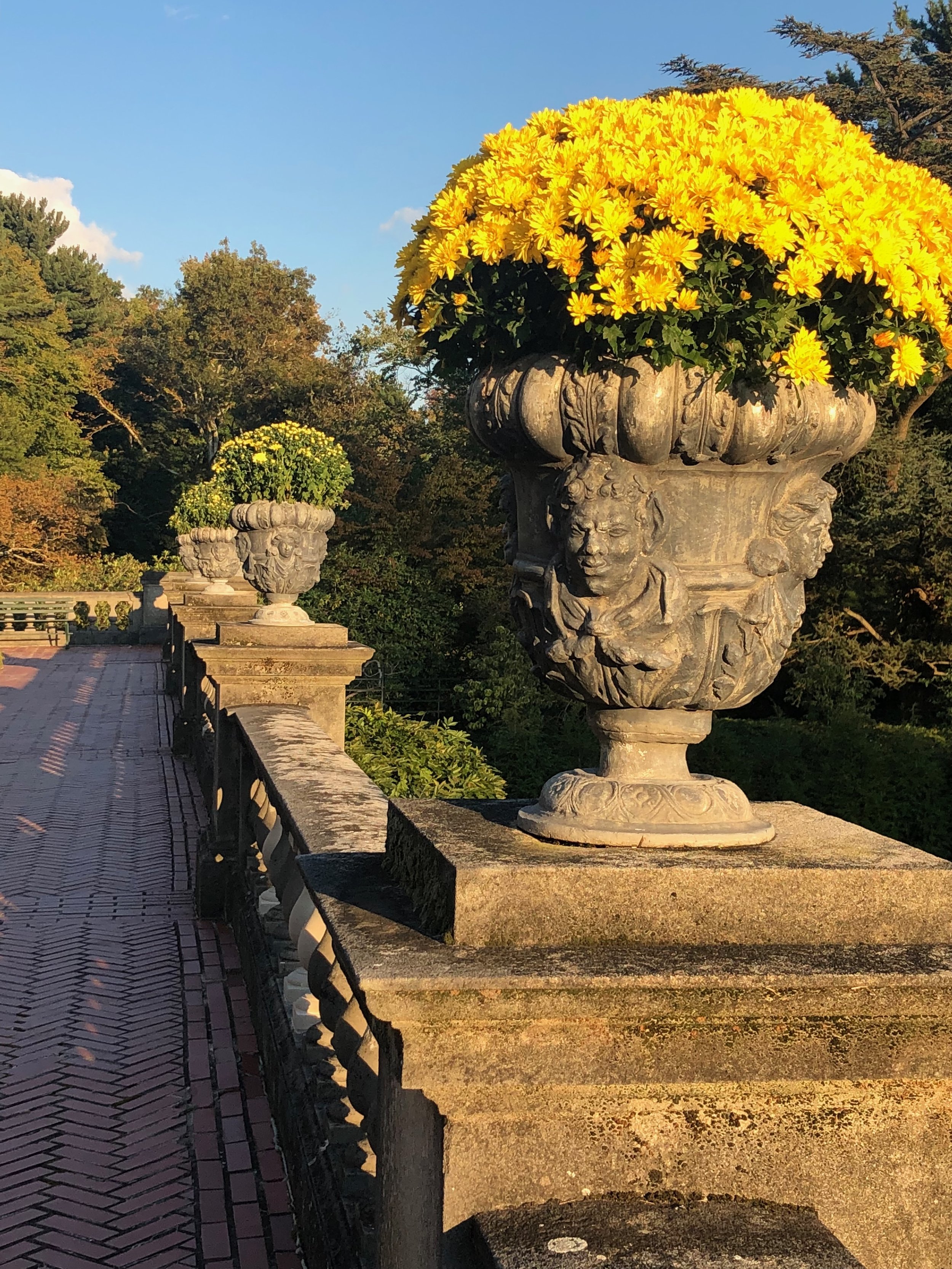 Chrysanthemum