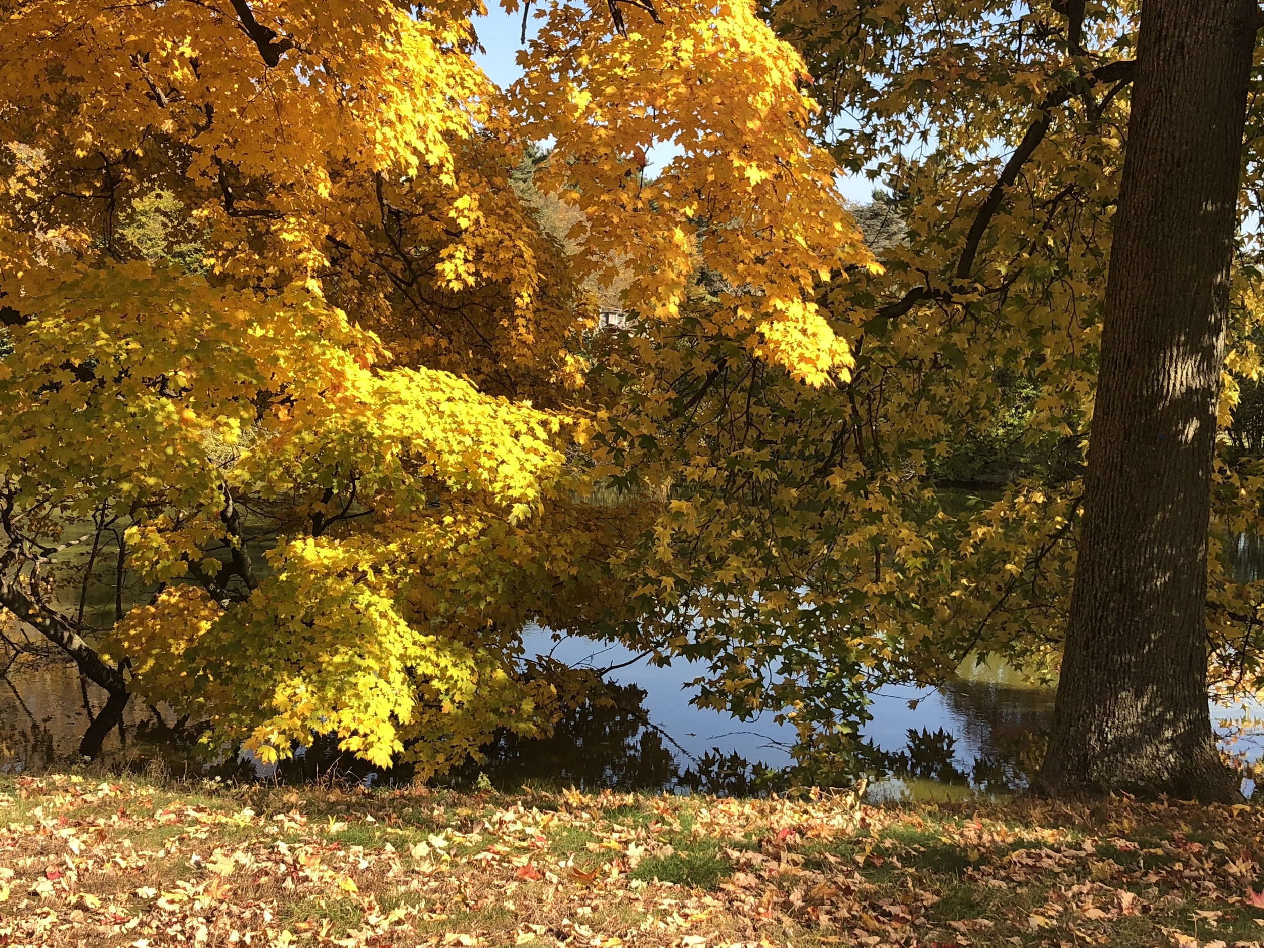 Fall Foliage