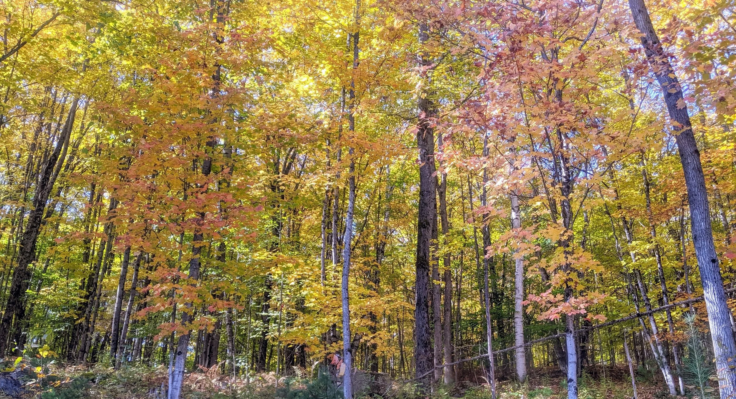 Latest News — Haliburton Highlands Arts Center Foundation