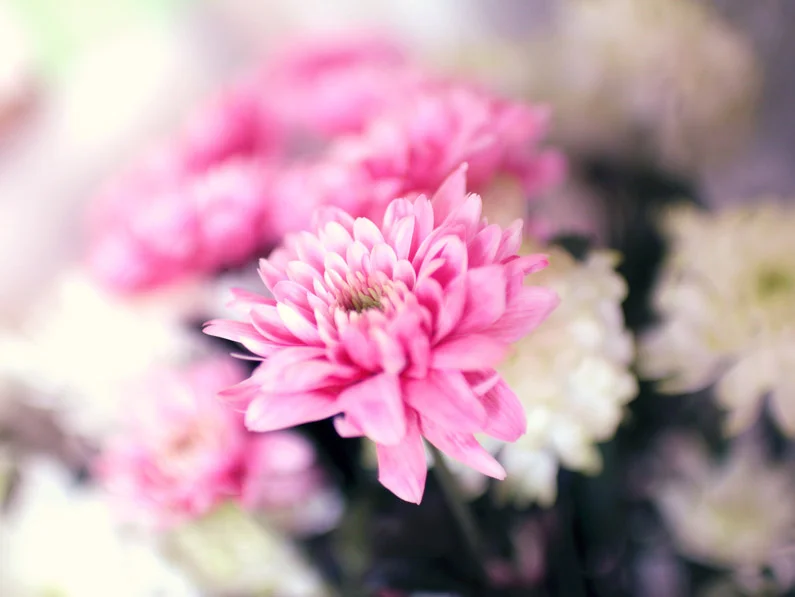 Ten Ways to Create a No-Cost, Low-Cost Retreat for Yourself