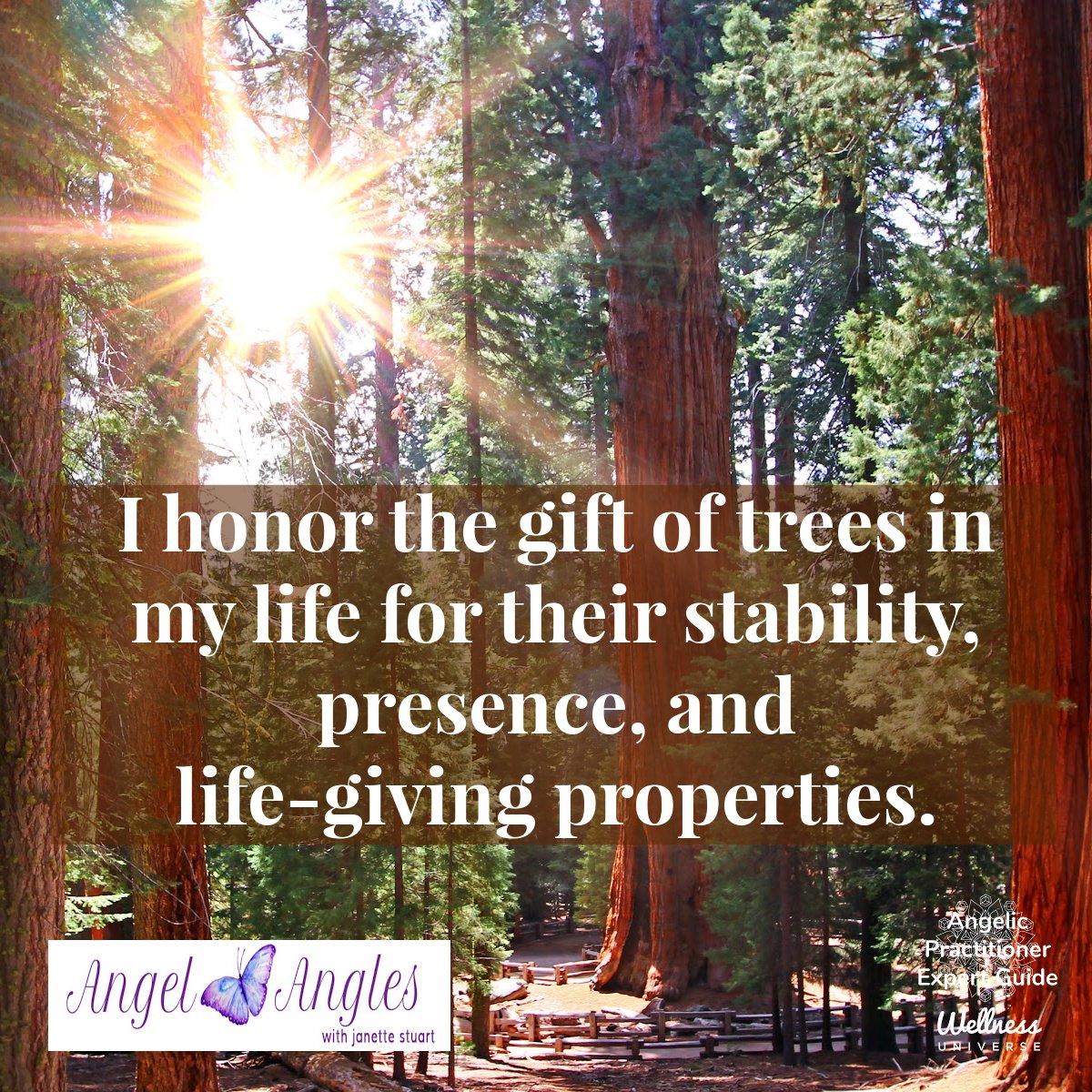 Hello and welcome to your Angel Affirmation for Fri. April 26, 2024. 

I honor the gift of trees in my life for their stability, presence, and life-giving properties. Amen, and so it is. 

Blessings of love, joy, and peace.
Love,
Janette 
.
.
#WUVIP 