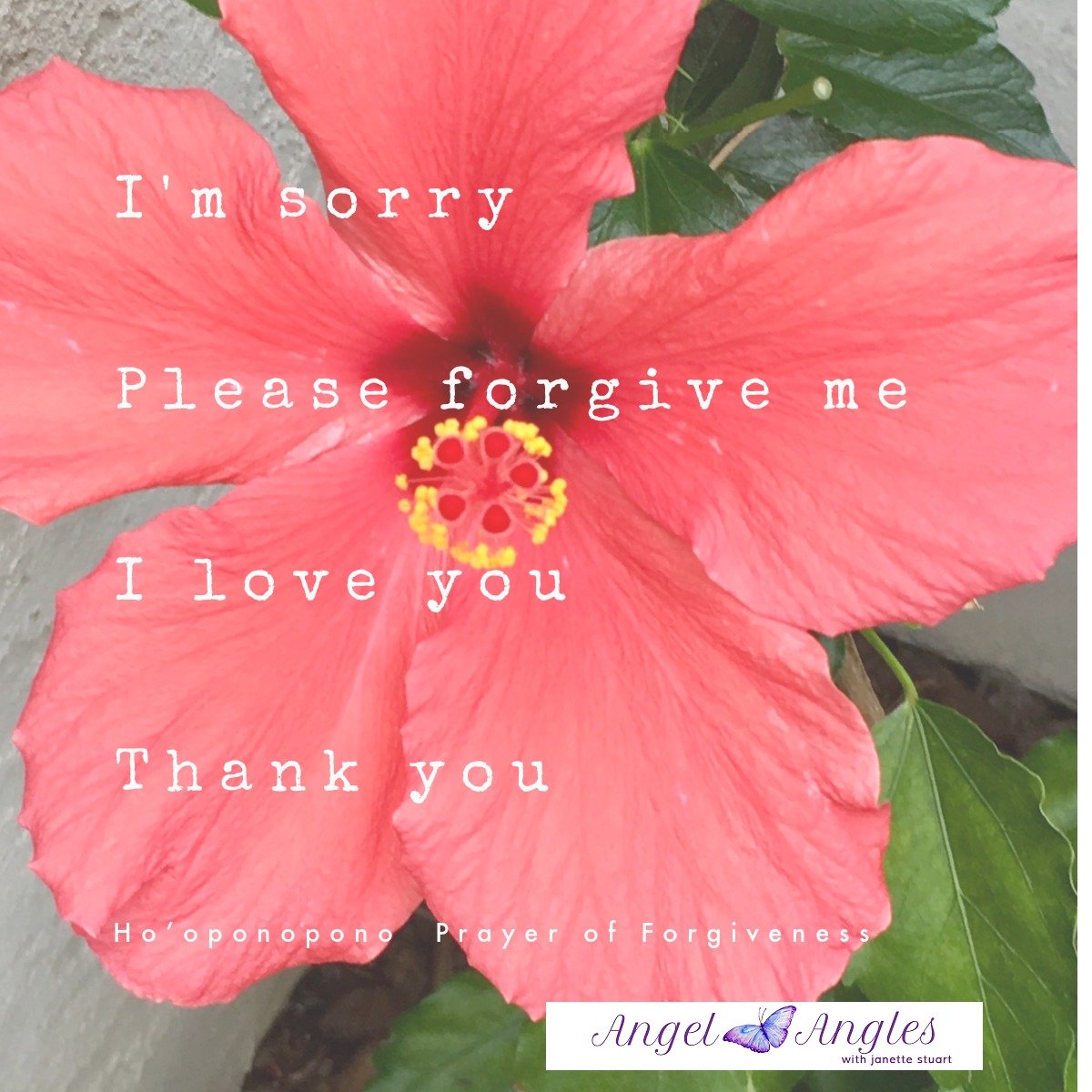 Ho'oponopono - Ancient Hawaiian Prayer of Forgiveness - a beautiful prayer to share with yourself or another. &lt;3 

I'm sorry
Please forgive me
I love you
Thank you 

Blessings of love, joy, and peace.
Love,
Janette 
.
.
#hooponopono #forgiveness #