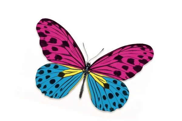 butterfly.jpg