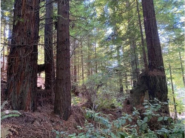 4372foresthillsfor2.JPG