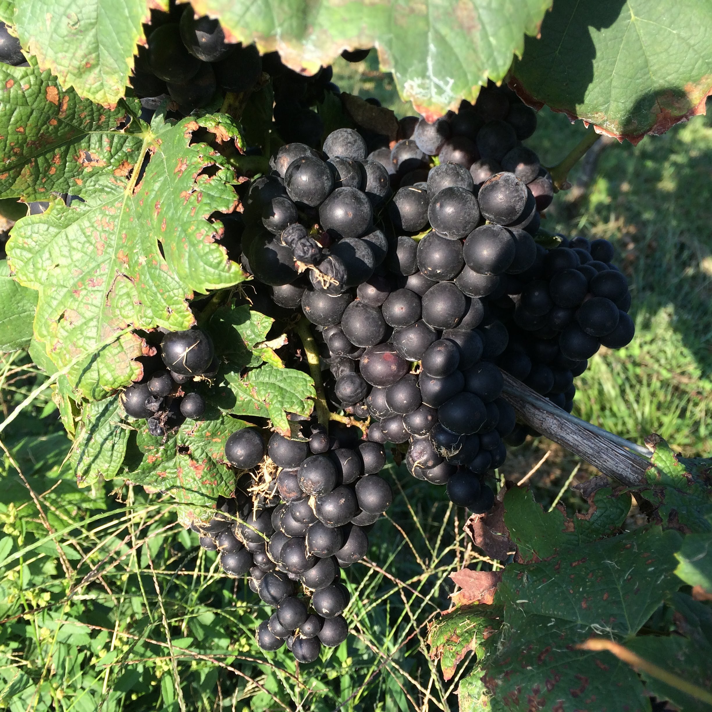 Raise a Glass to North Carolina's Napa