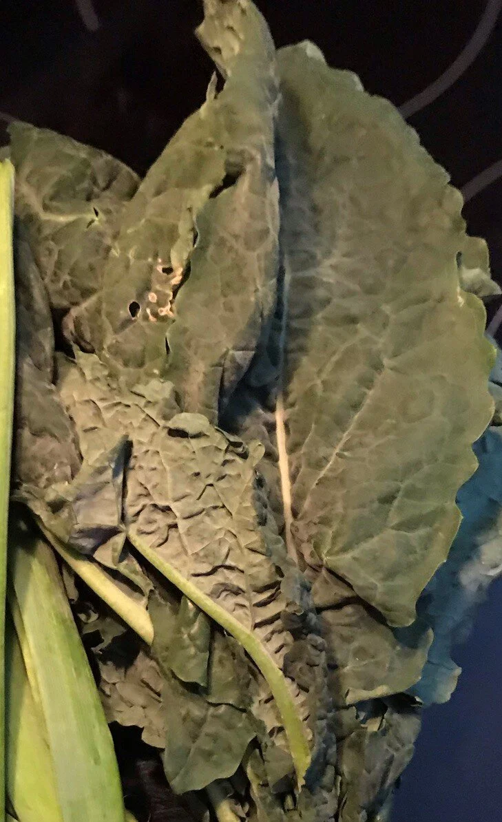 Post House Kale Caesar