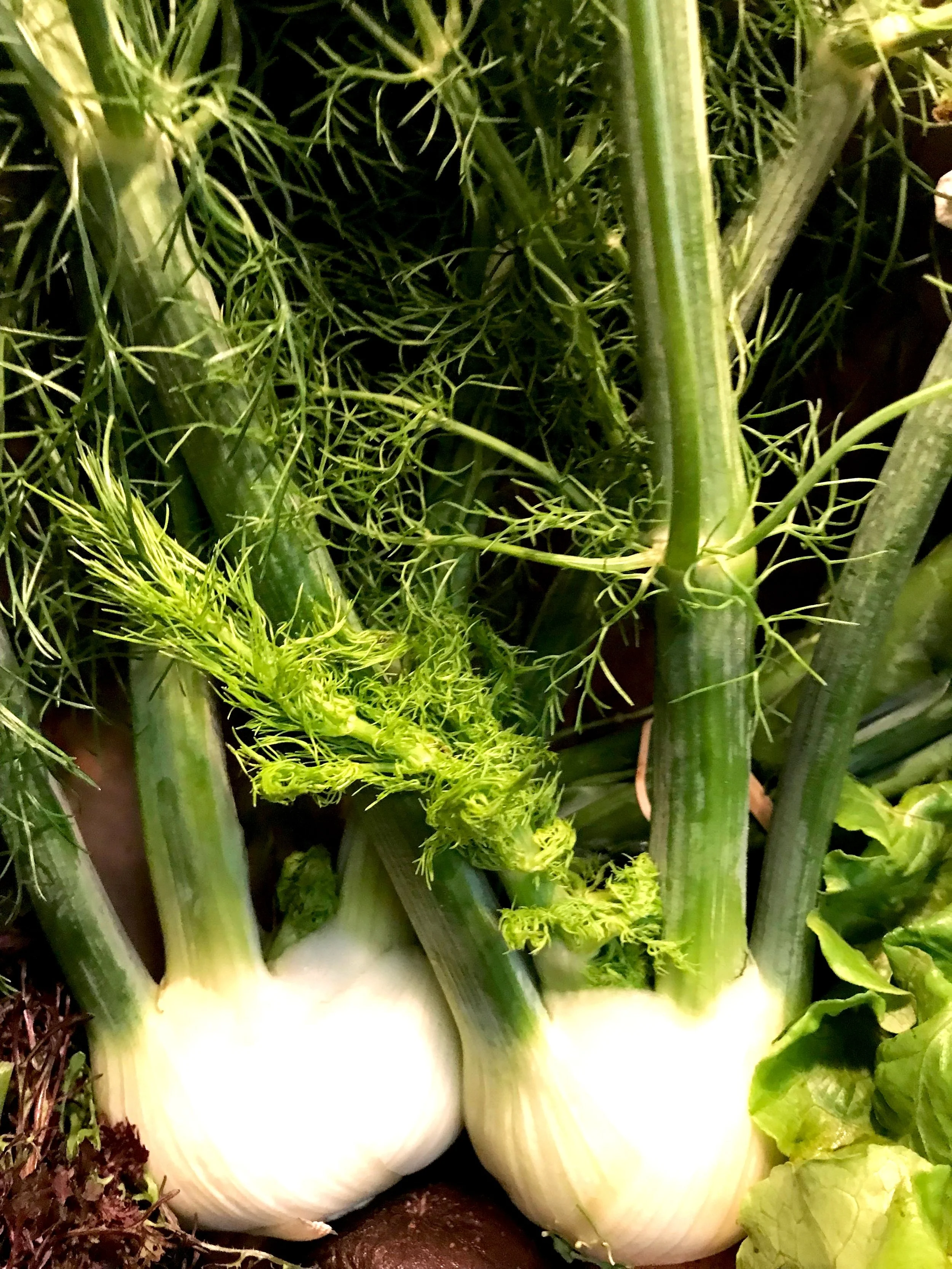 Roman-Style Braised Fennel