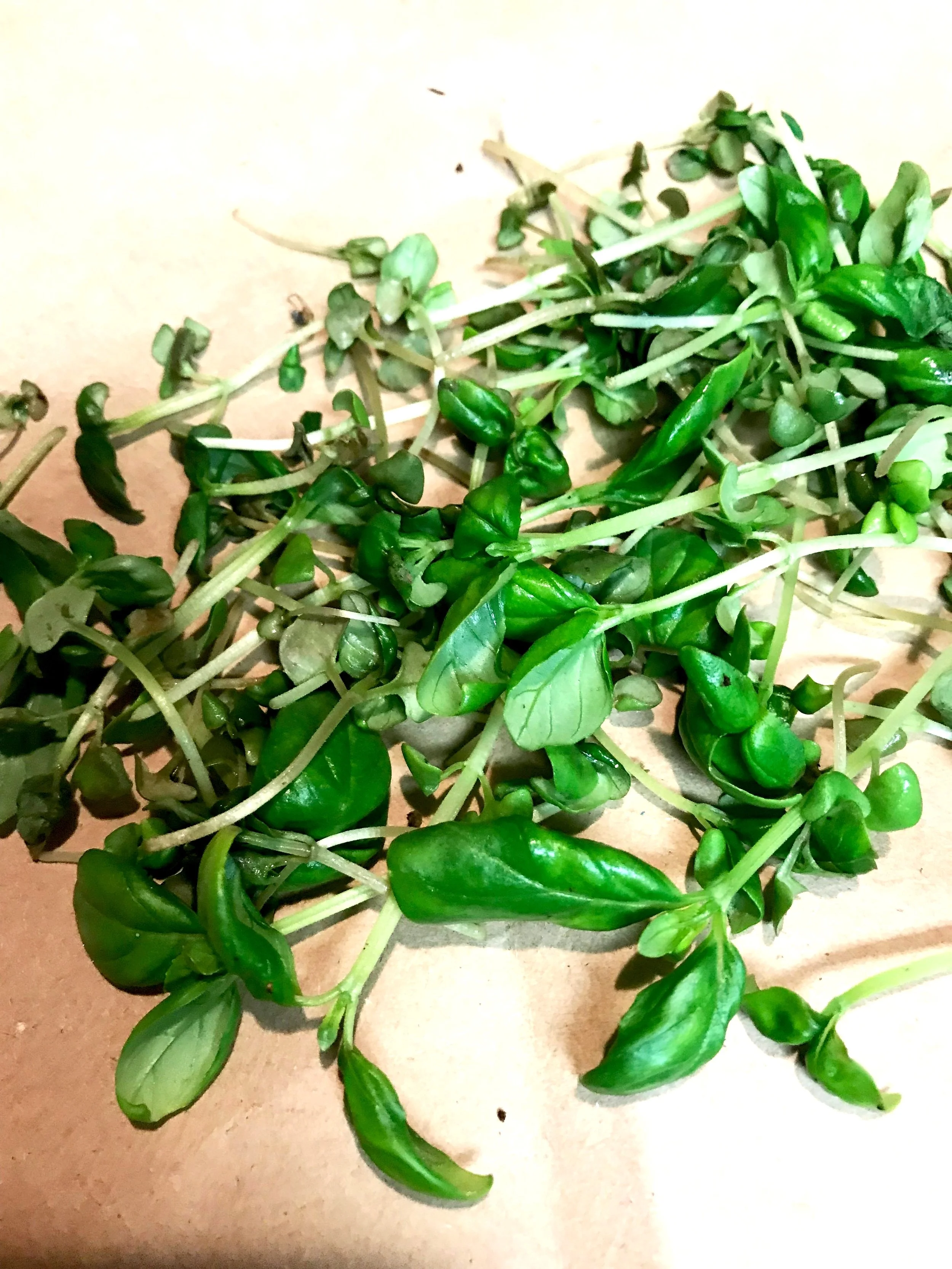 Garlic and Lemon Pasta with Basil Microgreens