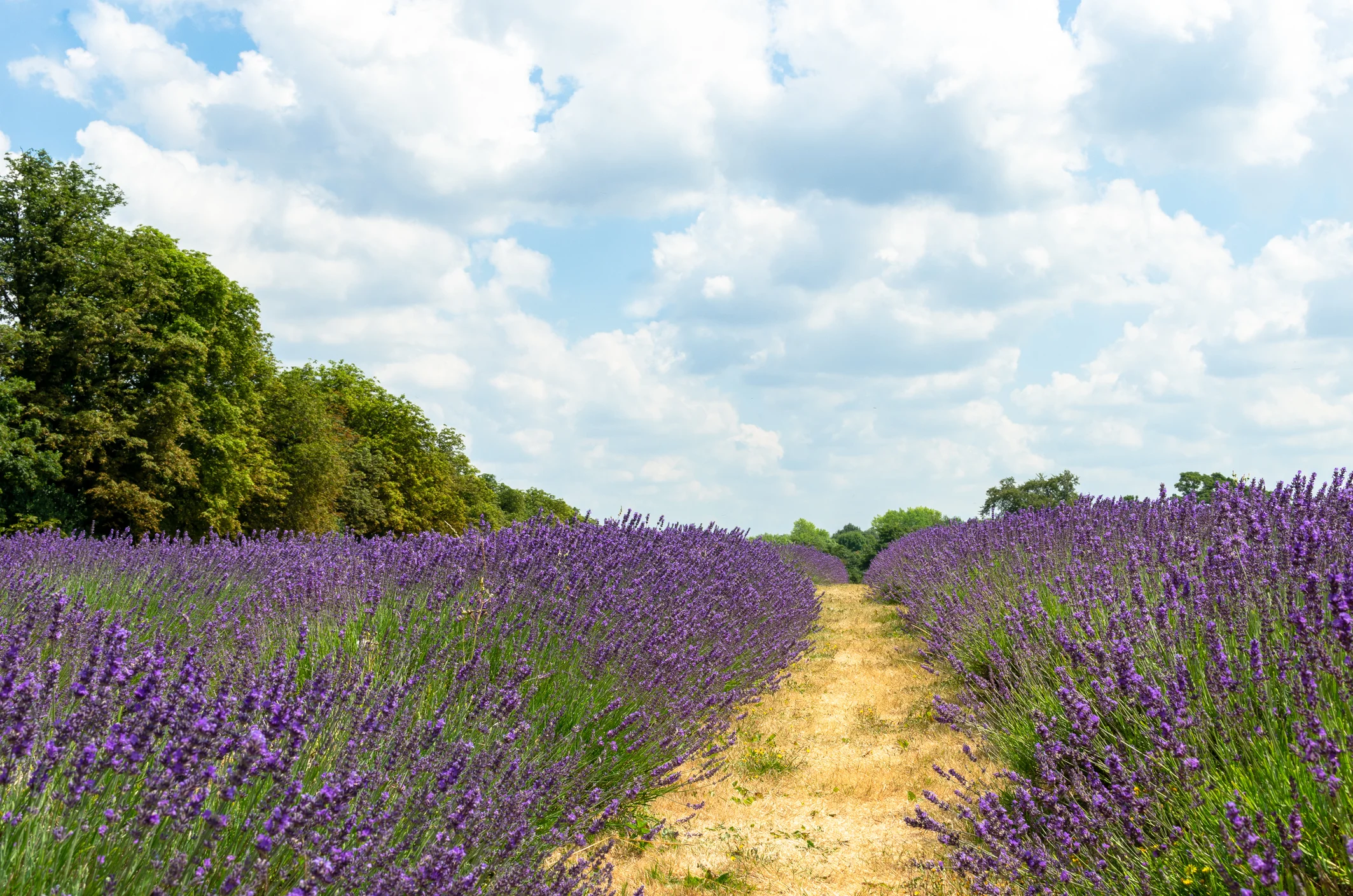 iStock-1001016236.jpg