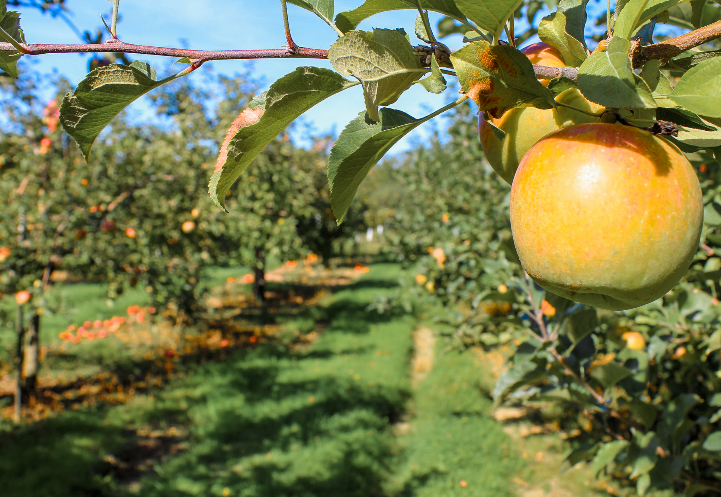 Screen Shot 2022-04-25 at 2.01.12 PM.png