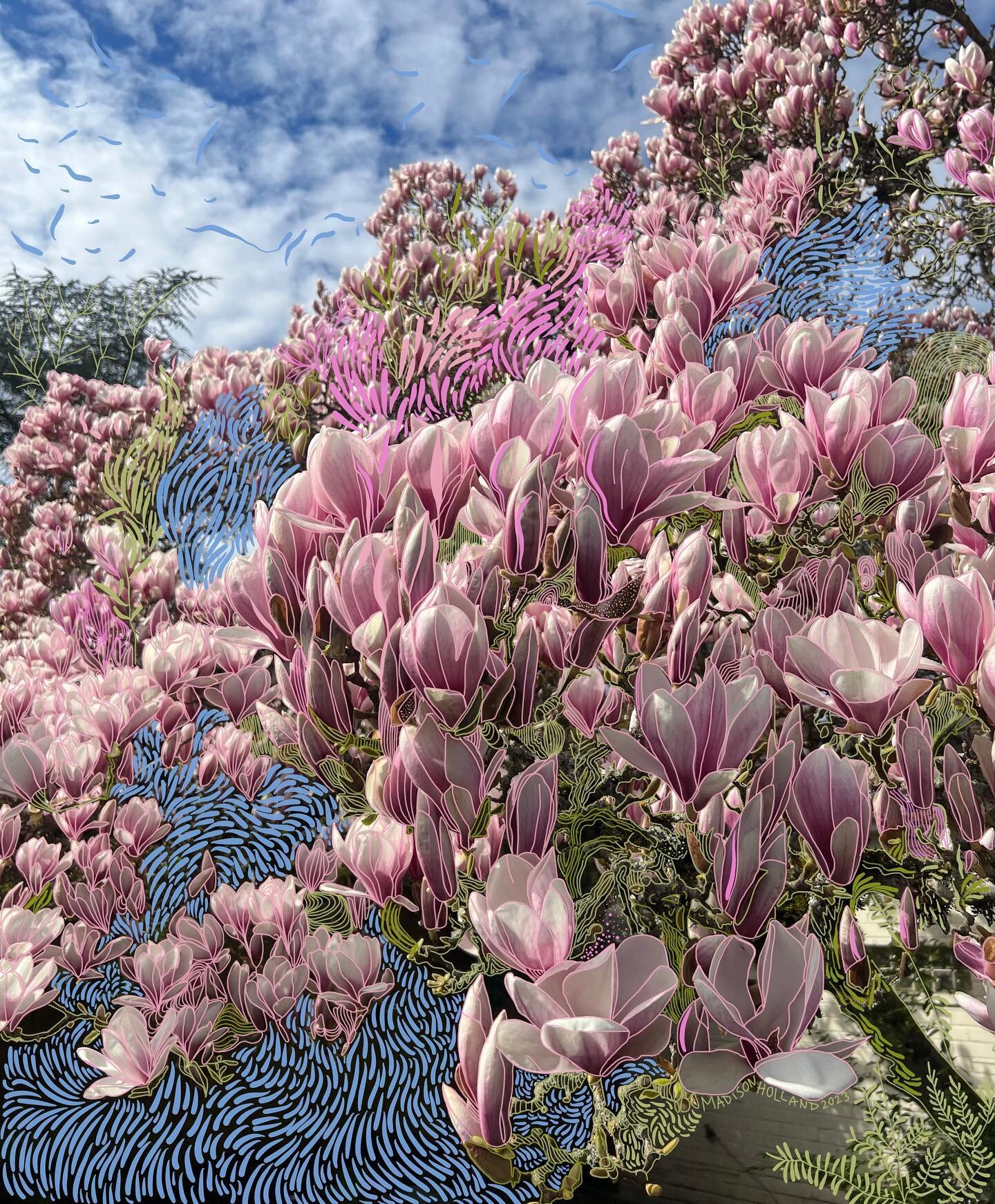 I&rsquo;m finally finished with my homage to one of my favorite trees, THEE MAGNOLIA. 

Here in Seattle we are blessed with so many gigantic, old, and well taken care of varieties of Magnolias. I can&rsquo;t walk two steps in spring without stopping 