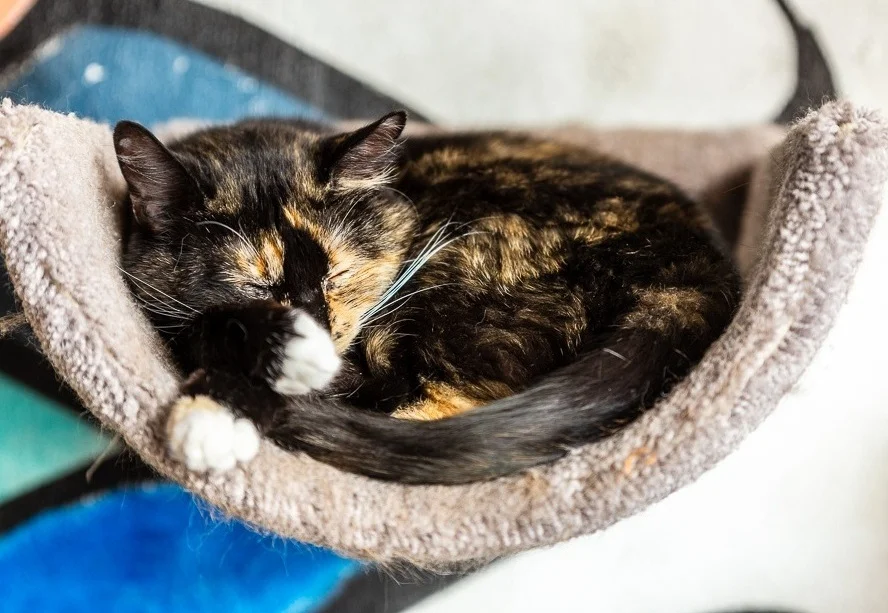 Javacats16Jun20180023.jpg