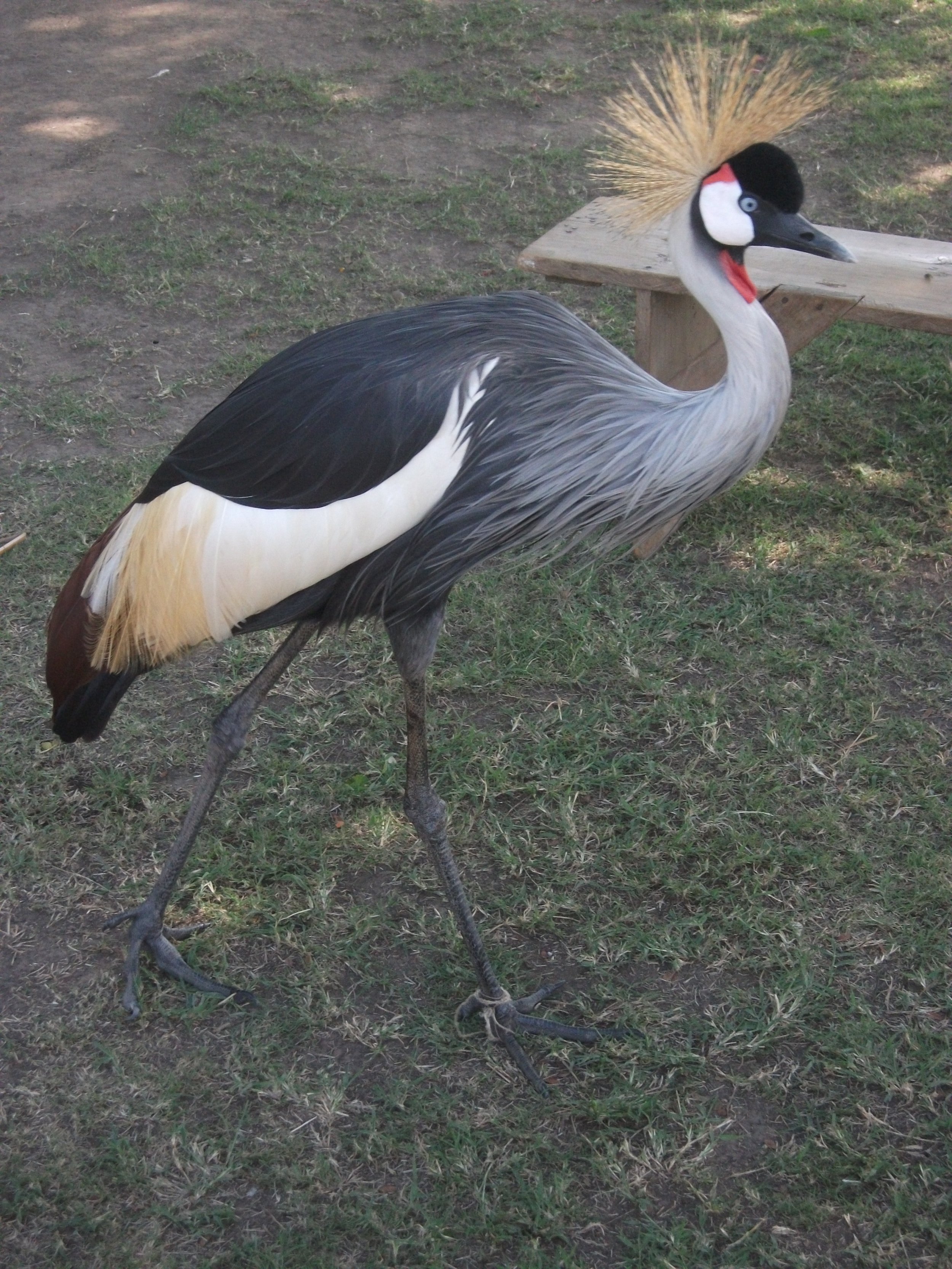National bird crested crane.JPG