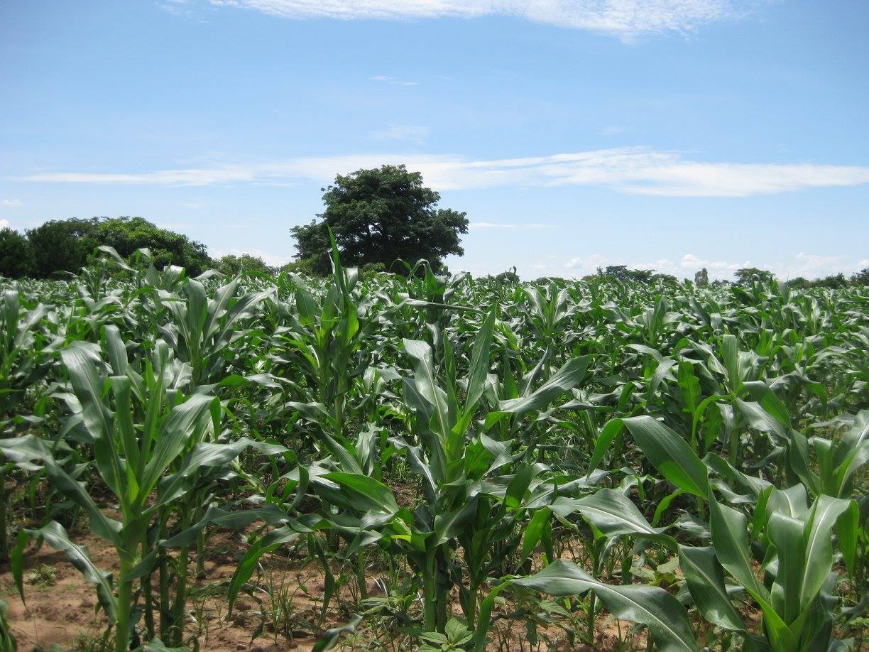 Corn Field 2.jpg