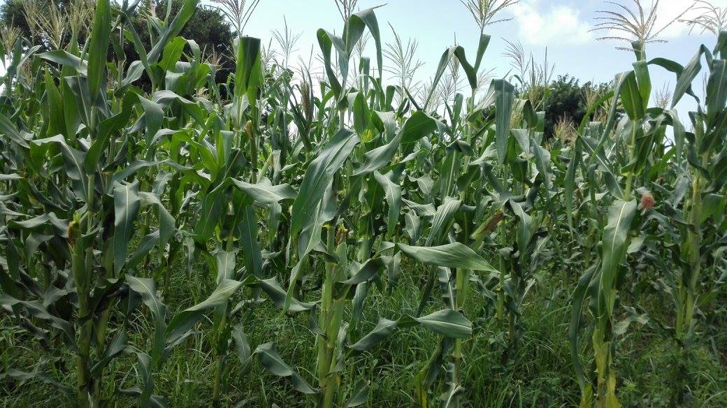 Corn Field.jpg