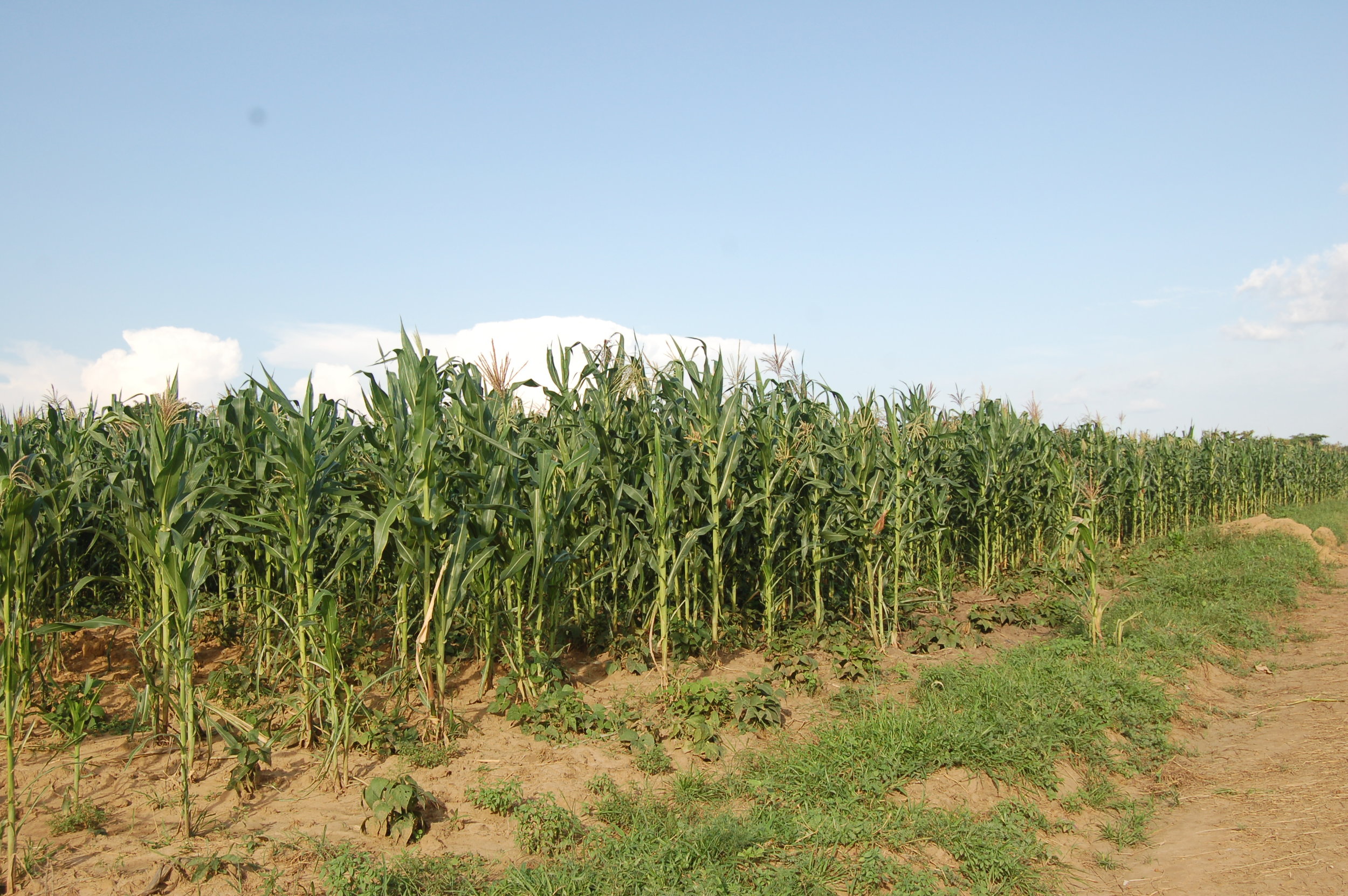 Corn Field 4.JPG