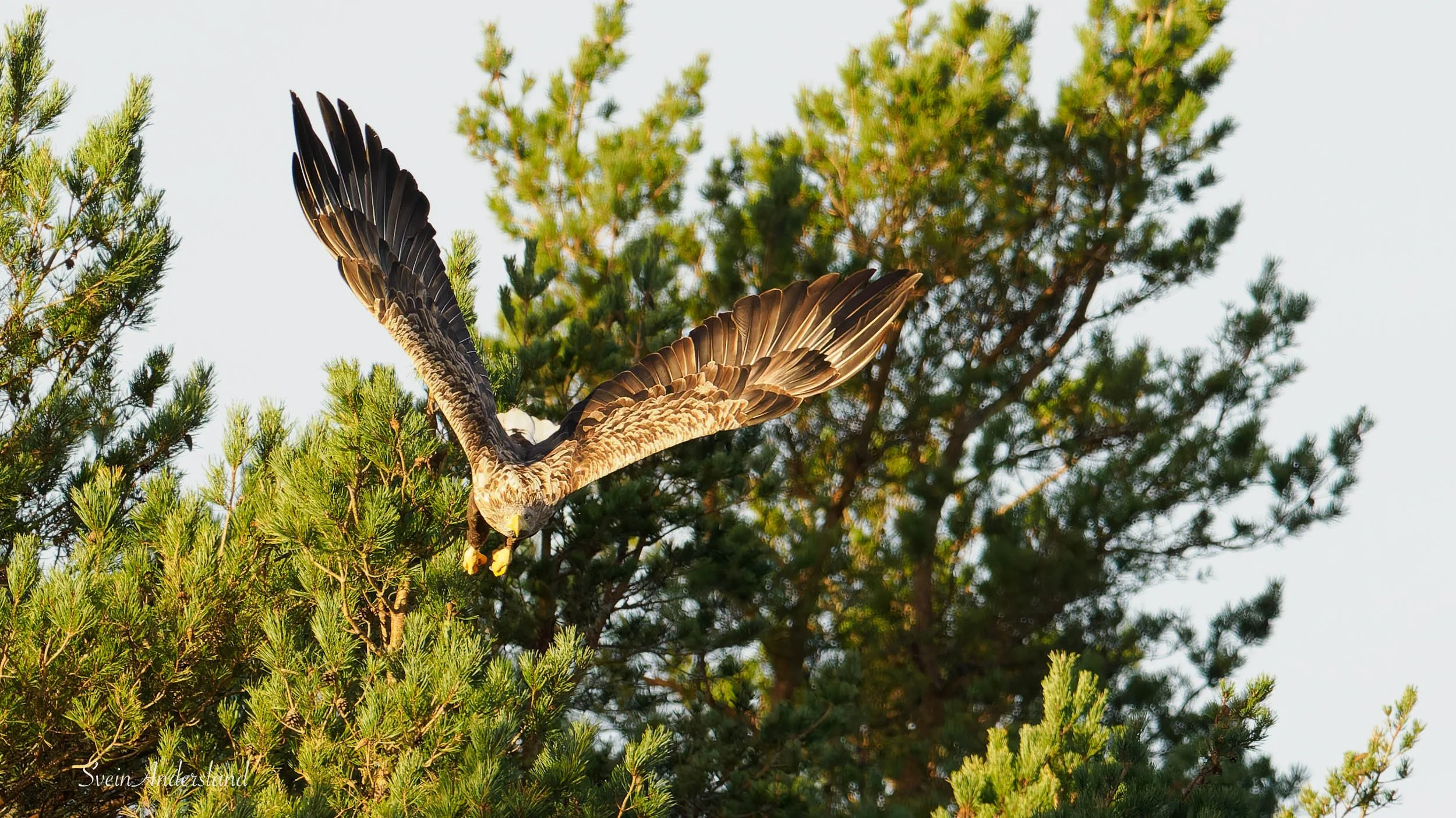 havørn-_B151393-DxO_DeepPRIME XD2s.jpg