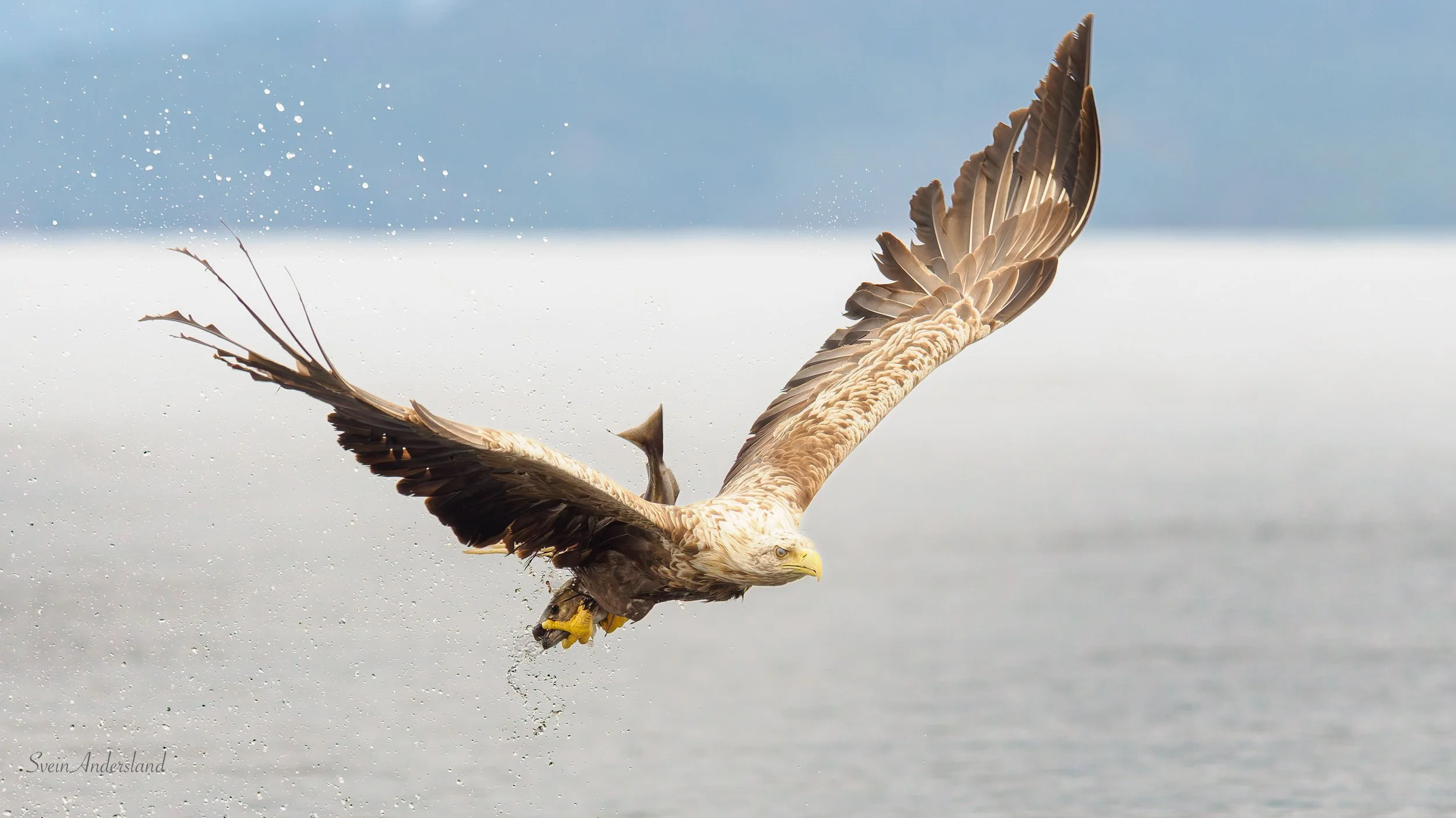 Havørn fanger fisk. Sea eagle, white-tailed eagle catches fish. Sea eagle, white-tailed eagle, eagle photography