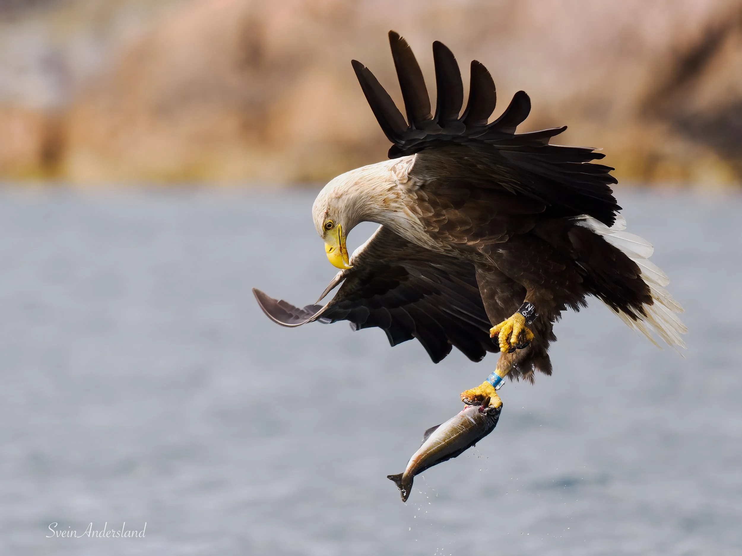 havørn-_6096059-Edit.jpg