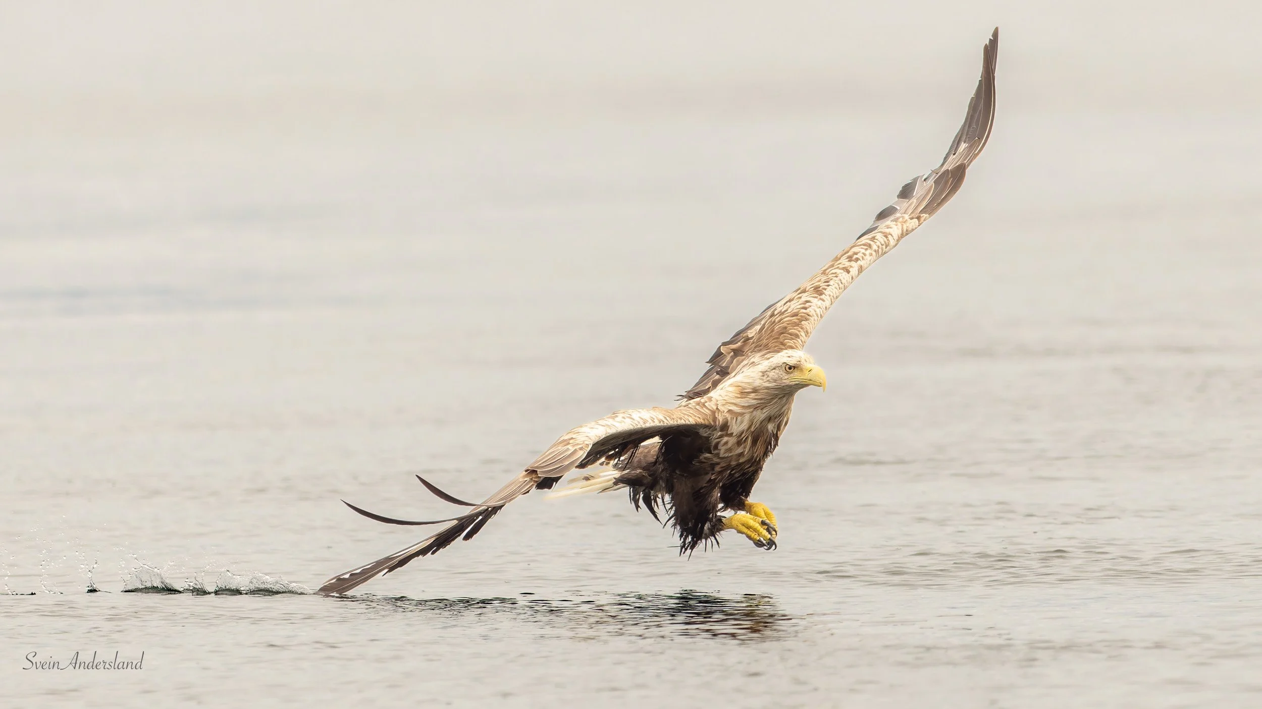 Havørn fanger fisk. Sea eagle, white-tailed eagle catches fish. Sea eagle, white-tailed eagle, eagle photography