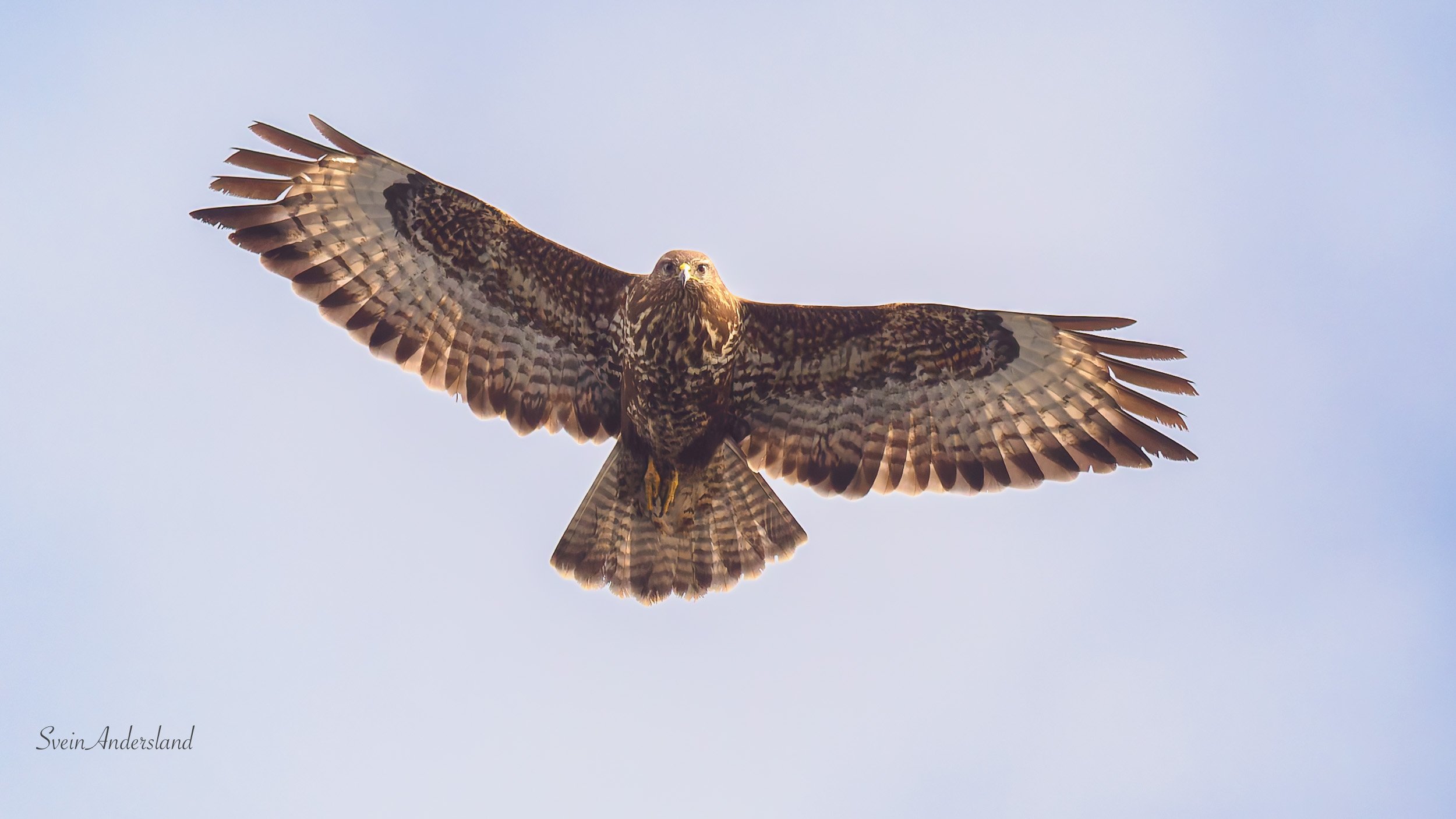 Flying start på påskeferien med musvåk og nytt havørnpar 