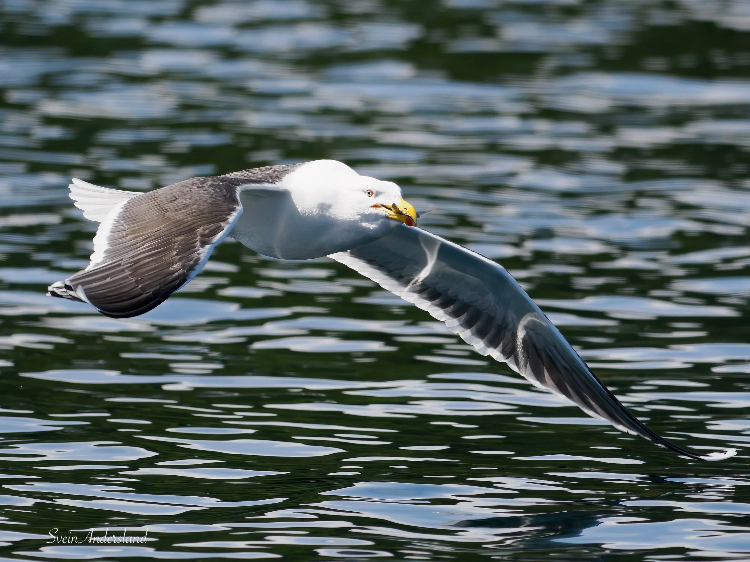 havørn-_6218592-Edit.jpg