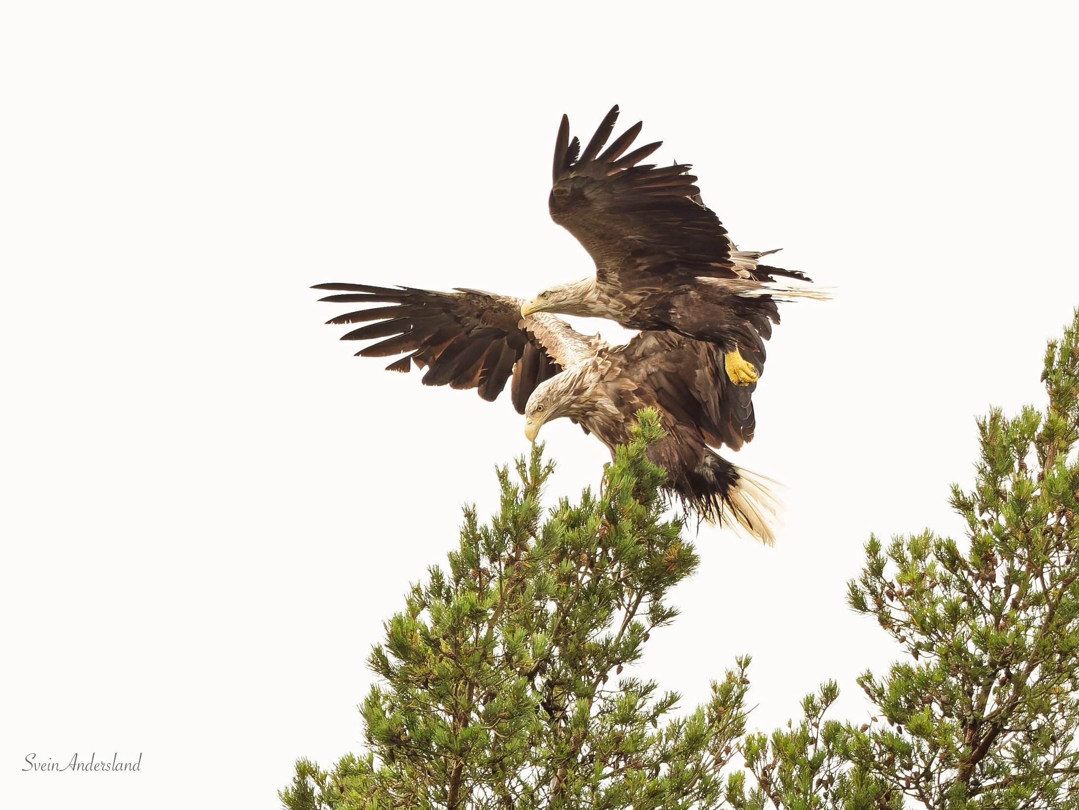 Havørn fanger fisk. Sea eagle, white-tailed eagle catches fish. Sea eagle, white-tailed eagle, eagle photography