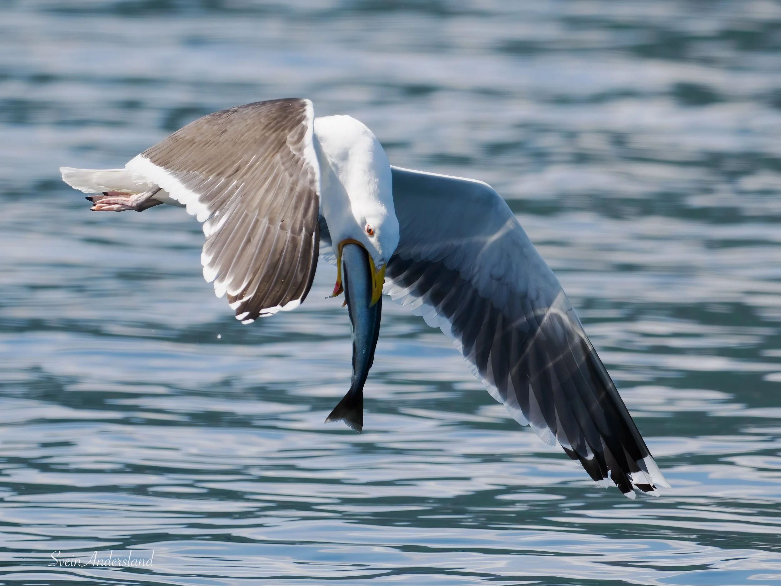 havørn-_6218605-Edit.jpg