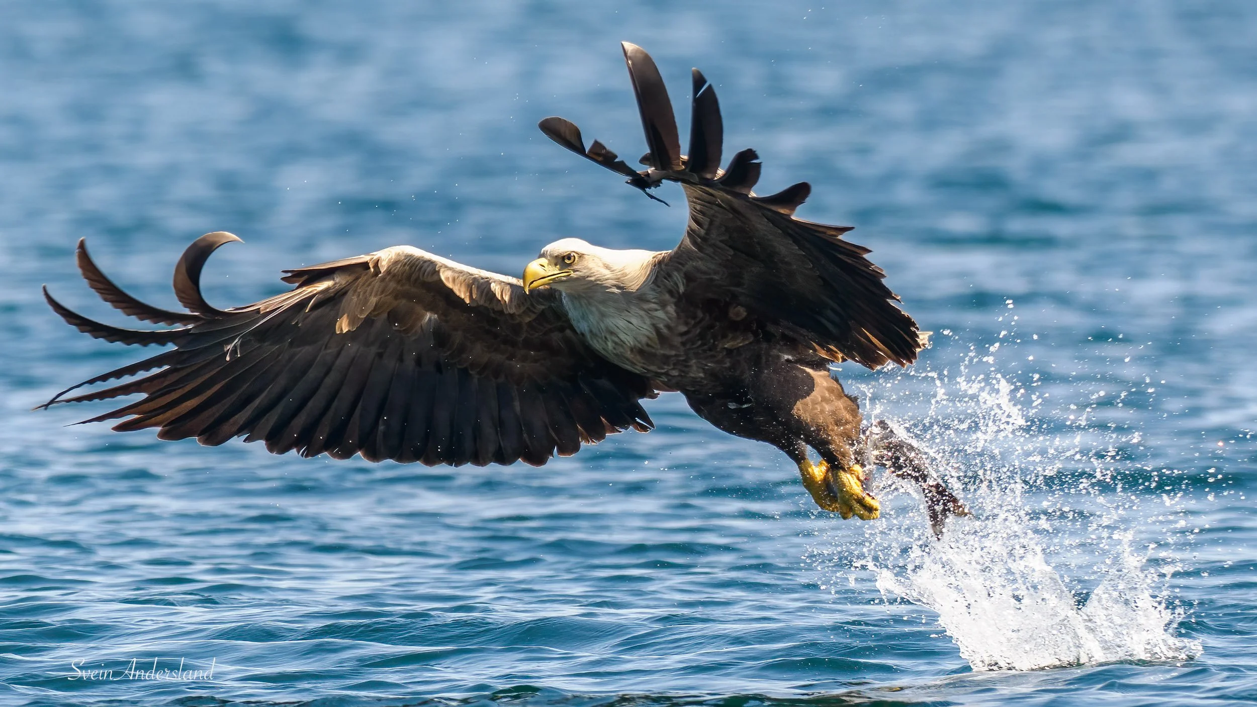 havørn-_5110889-Edit.jpg