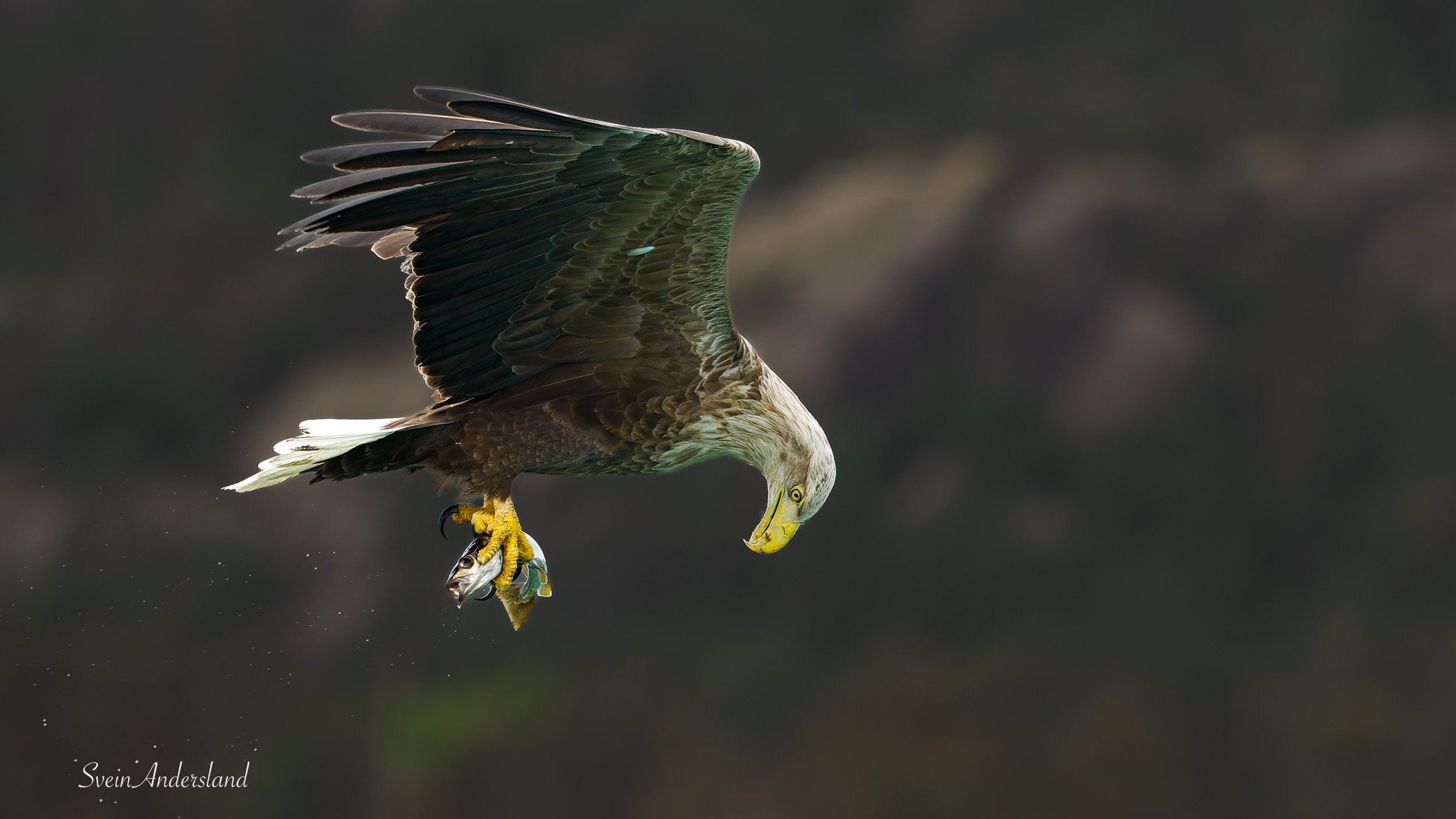 Havørn fanger fisk. Sea eagle catches fish