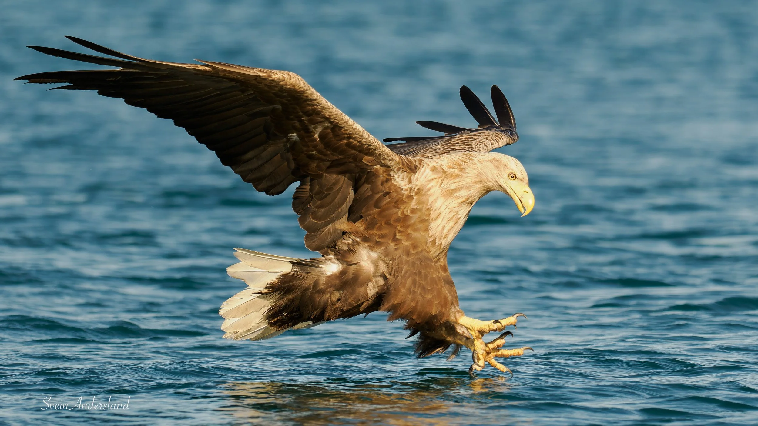 Havørna Ottar fangar fisk. The sea eagle, white-tailed eagle Ottar catches fish