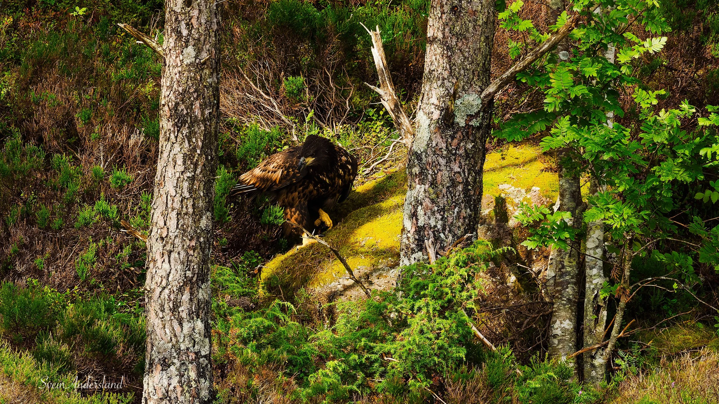 havørn, sea eagle, white-tailed eagle