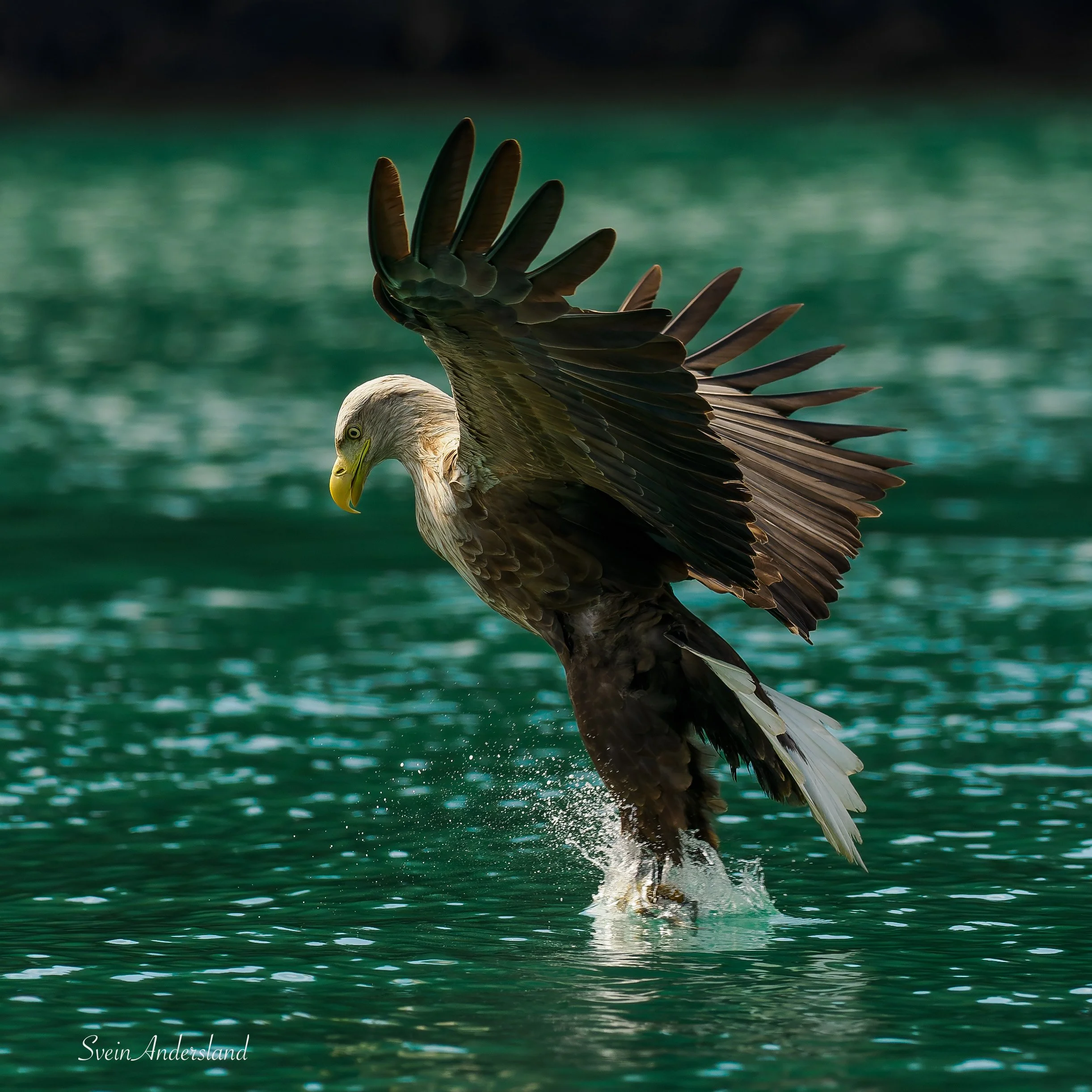Havørn fanger fisk. Sea eagle, white-tailed eagle catches fish