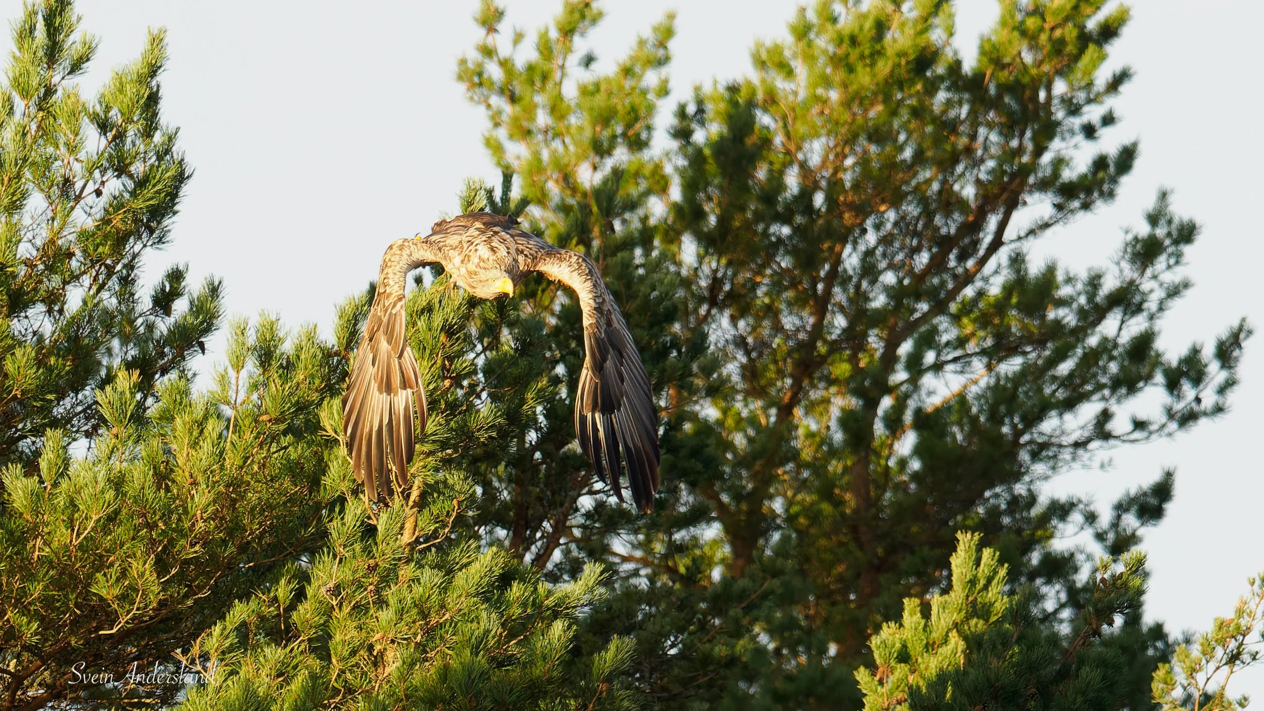 havørn-_B151388-DxO_DeepPRIME XD2s.jpg