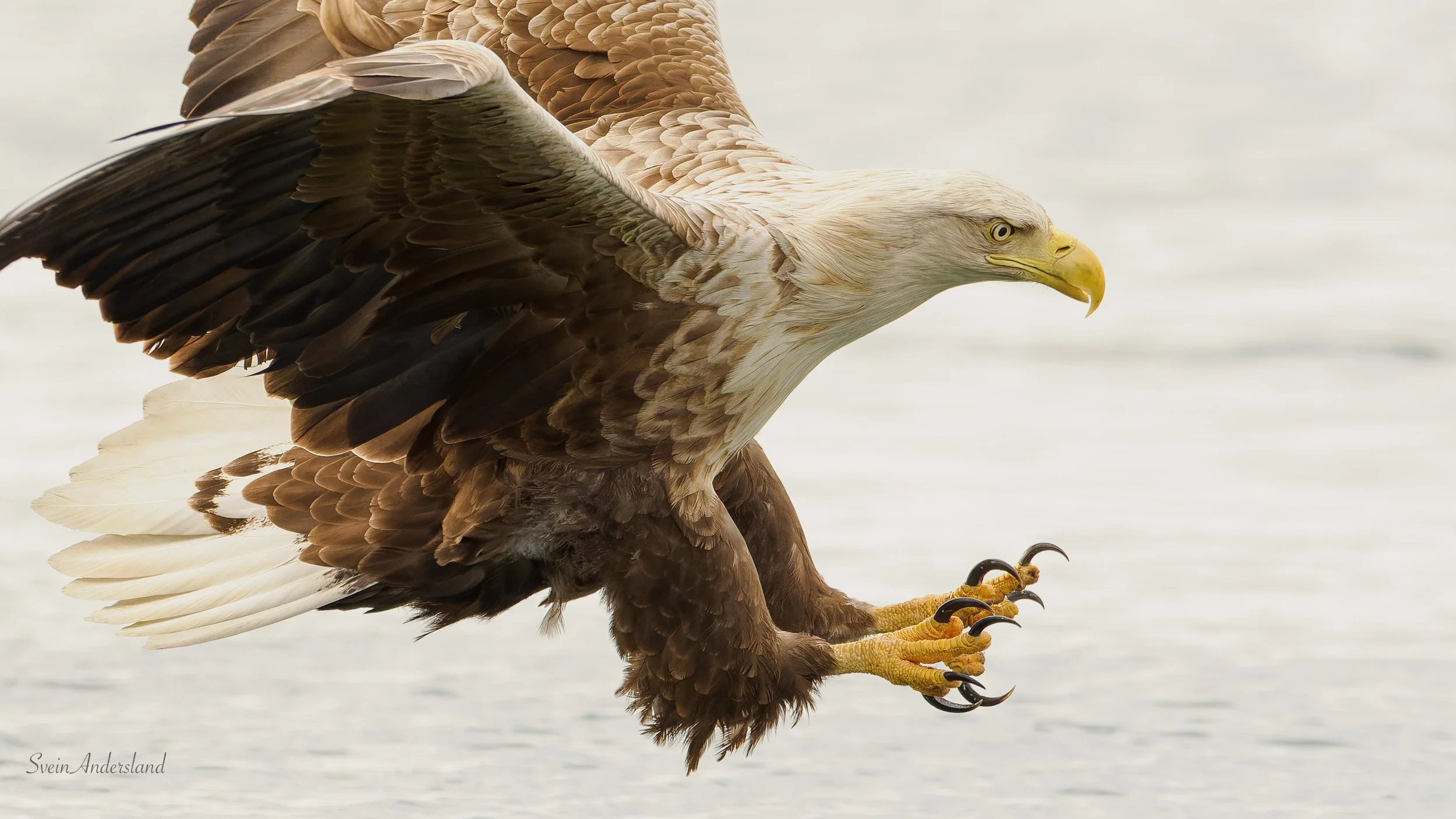 Havørna Ottar hentar fisk. The sea eagle Ottar catches fish.