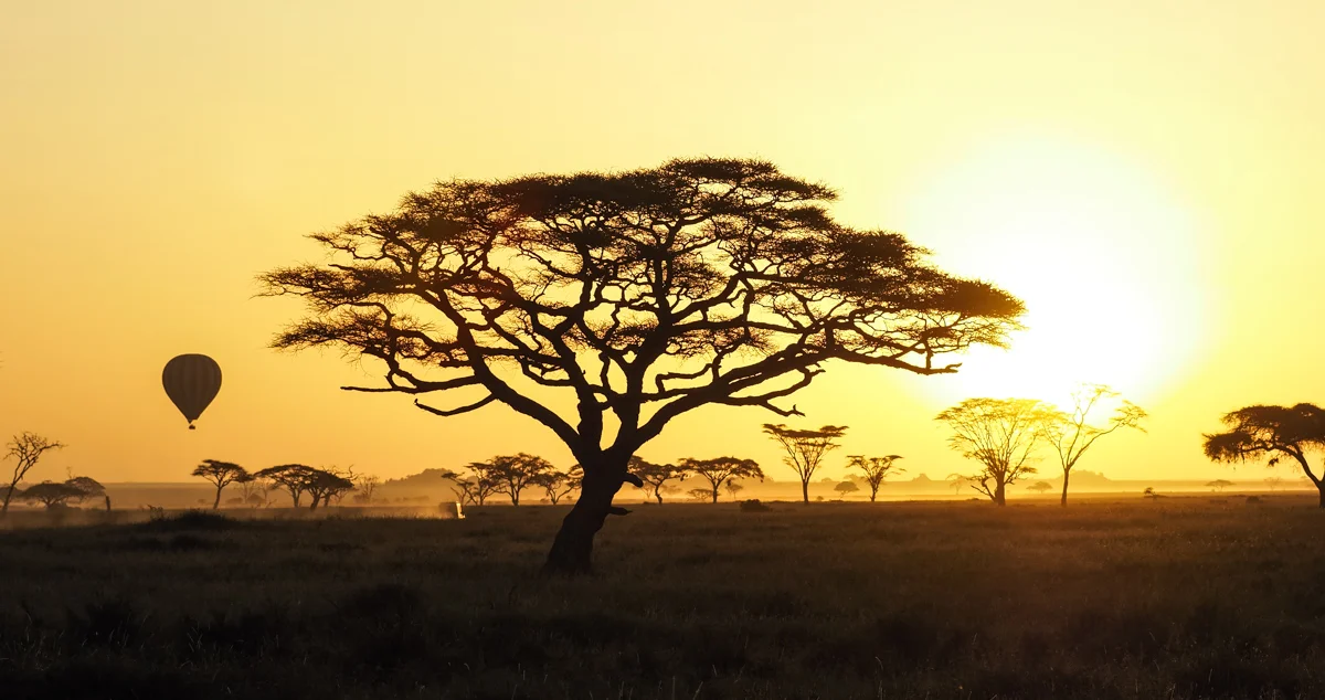SAFARILANDSKAP
Landskap i Serengeti, Tanzania.