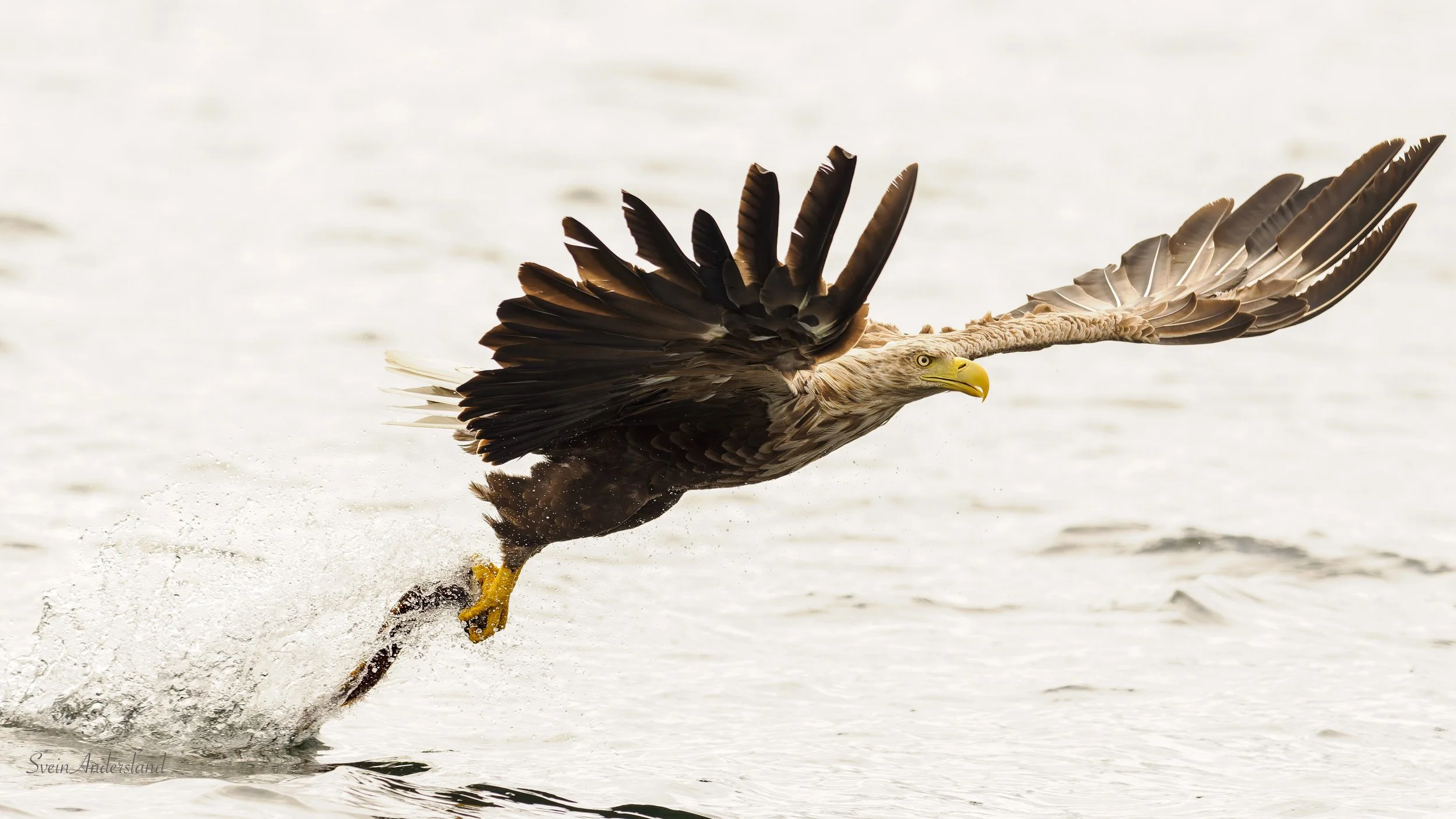 Havørn fanger fisk. Sea eagle cathces fish