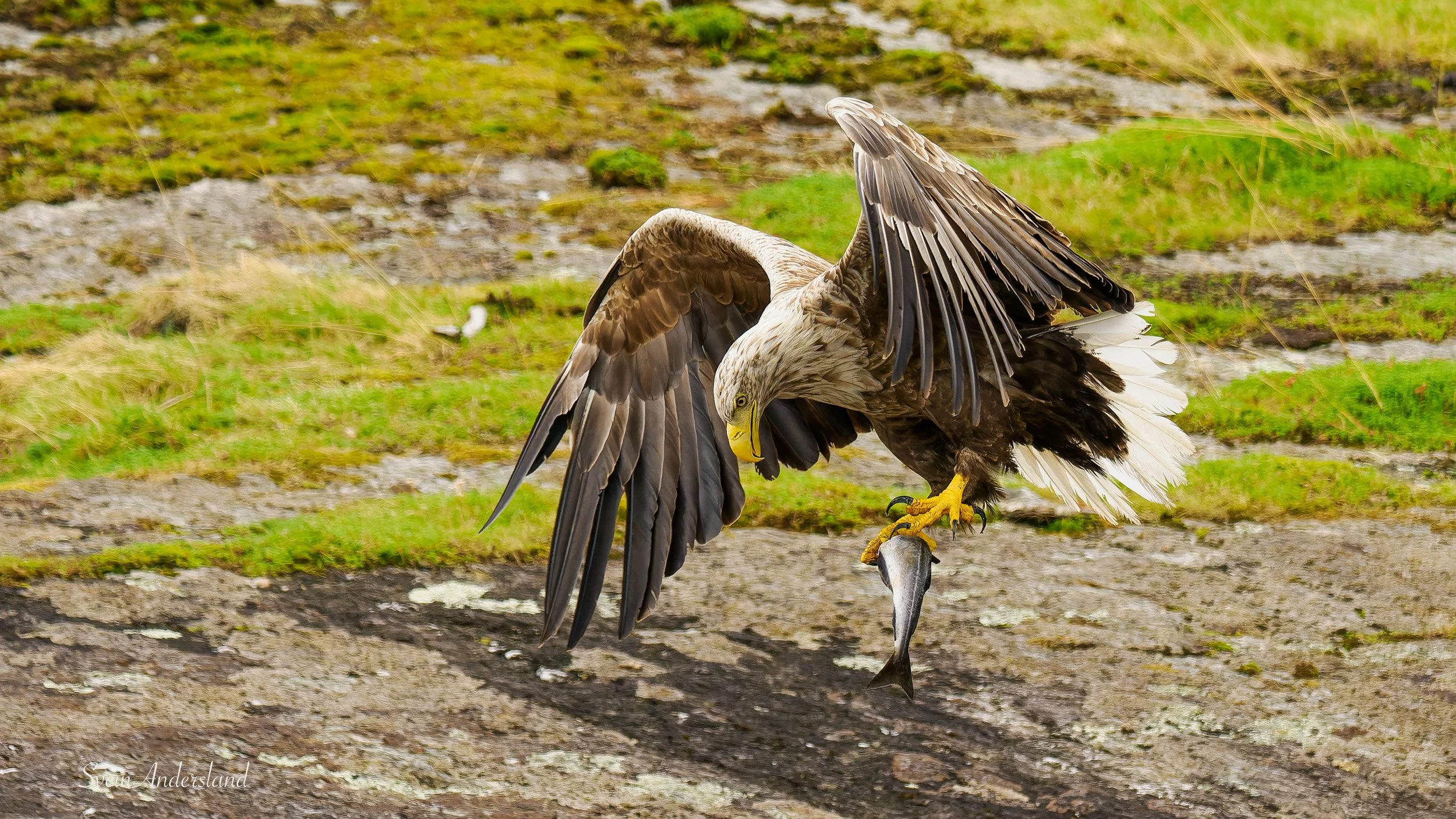 Havørn fanger fisk. Sea Eagle catches fish. White-tailed eagle cathes fish