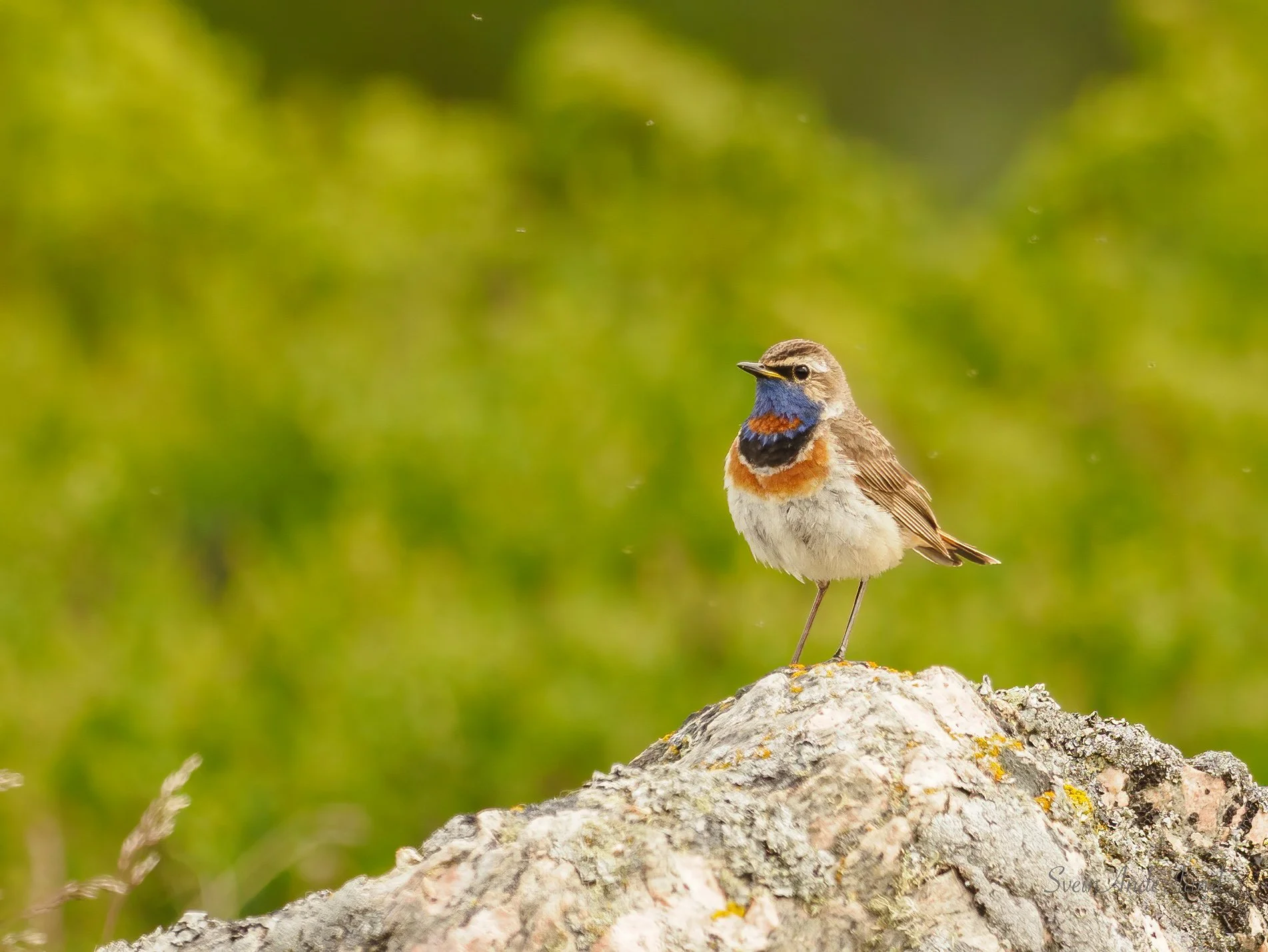 Blåstrupe, Dovre (Copy)