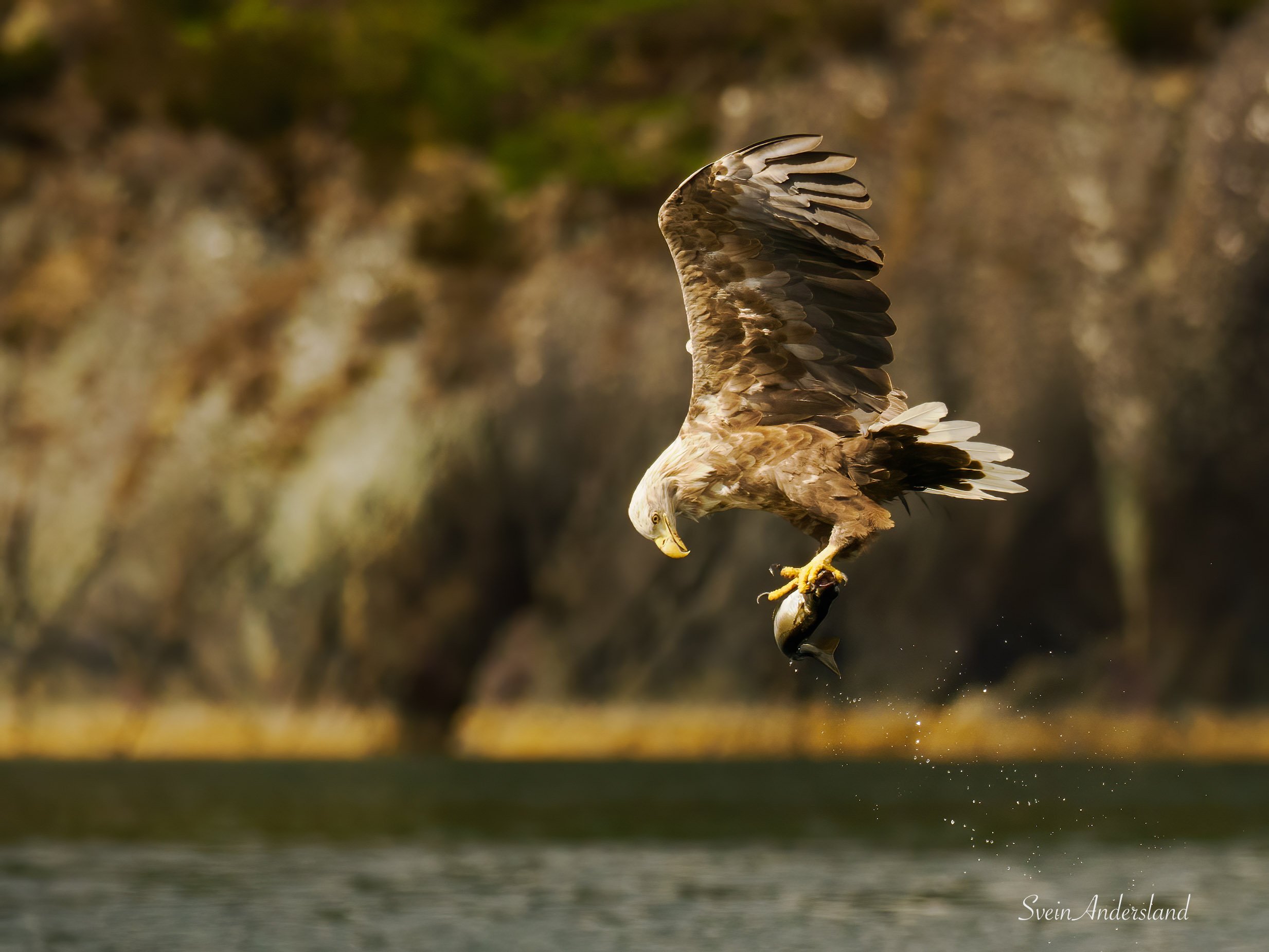 Havørn. Sea eagle. White-tailed eagle.