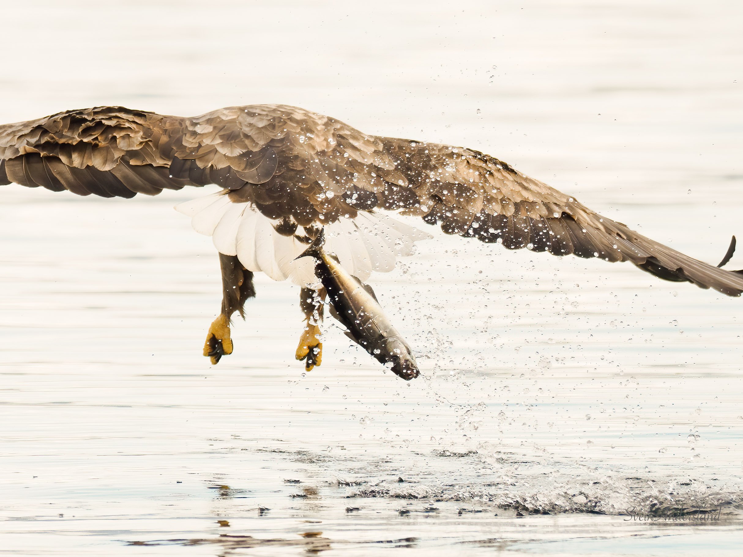 havørn-_2267421-Edit-2.jpg