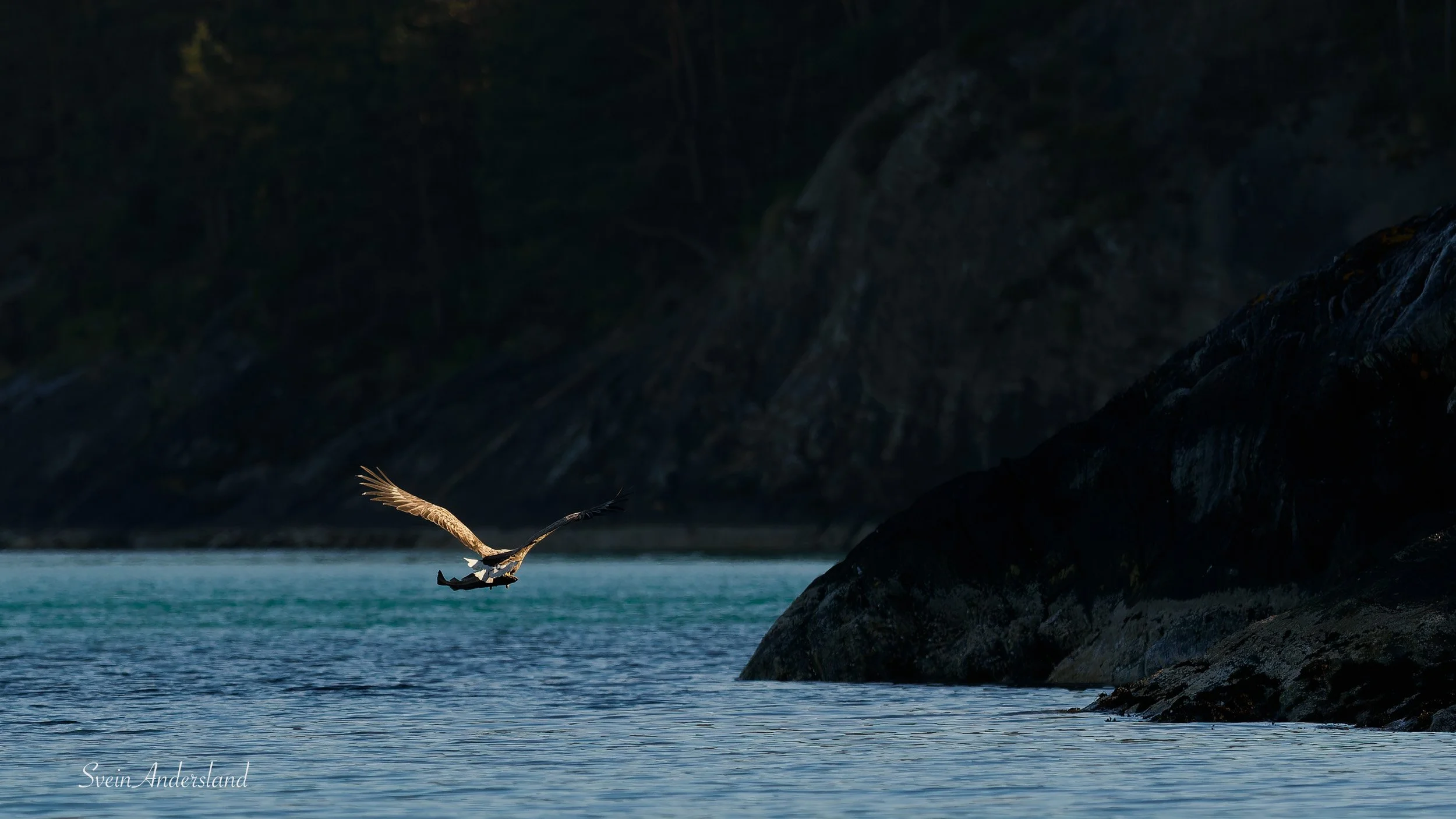 Havørna Ottar fangar fisk. The sea eagle, white-tailed eagle Ottar catches fish