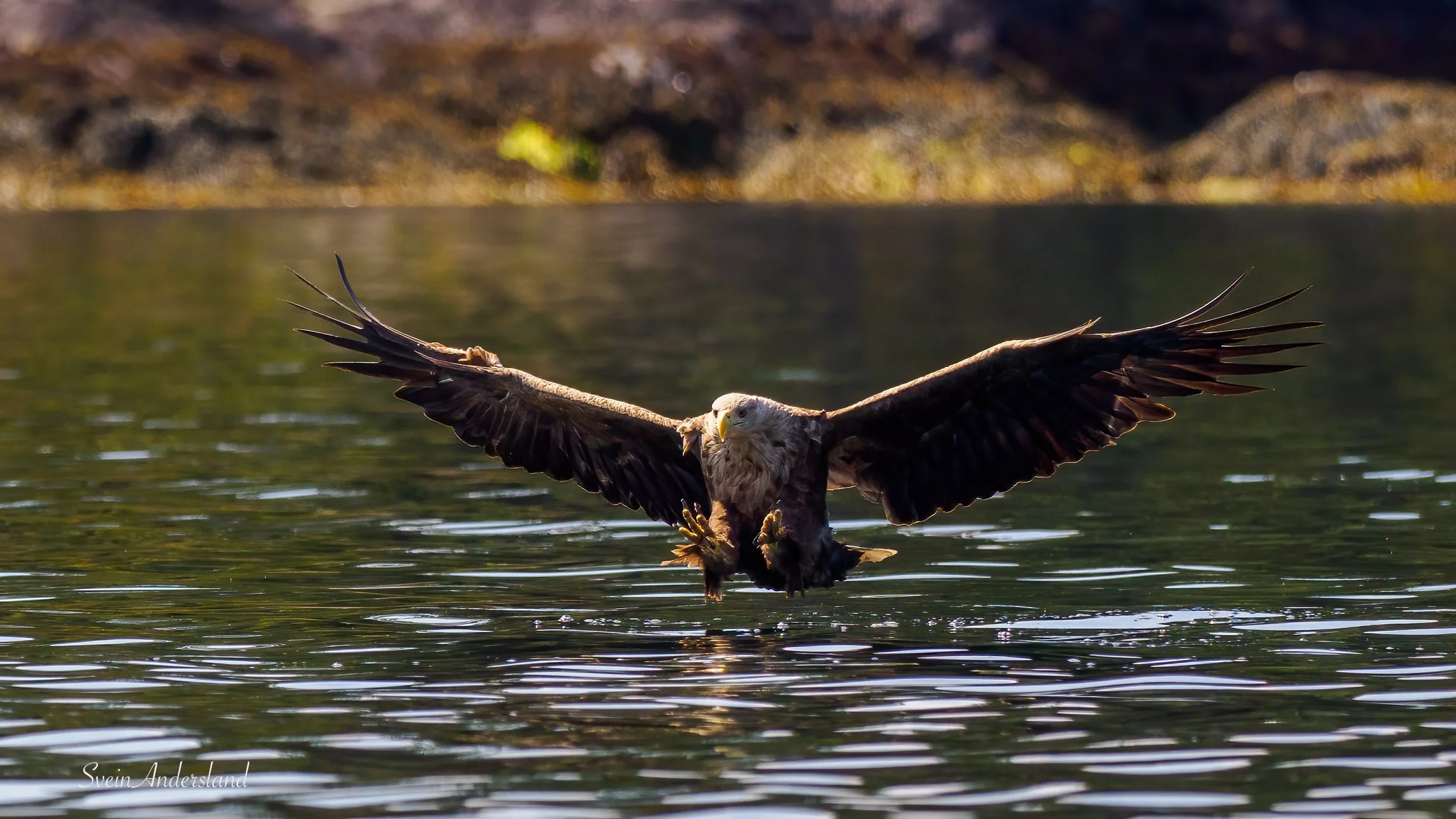 havørn-_6218371-Edit.jpg