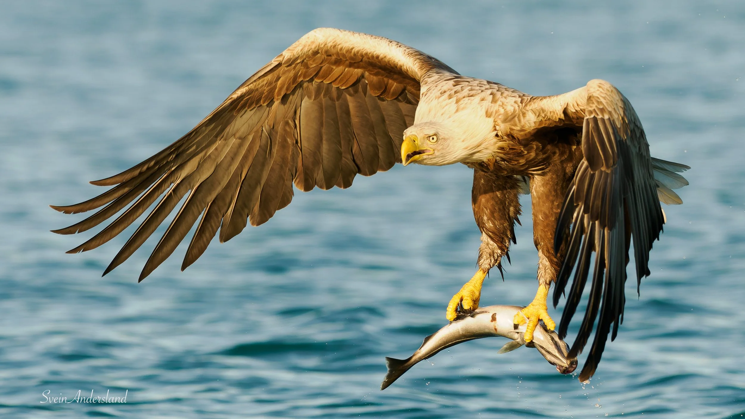 Havørna Ottar fangar fisk. The sea eagle, white-tailed eagle Ottar catches fish