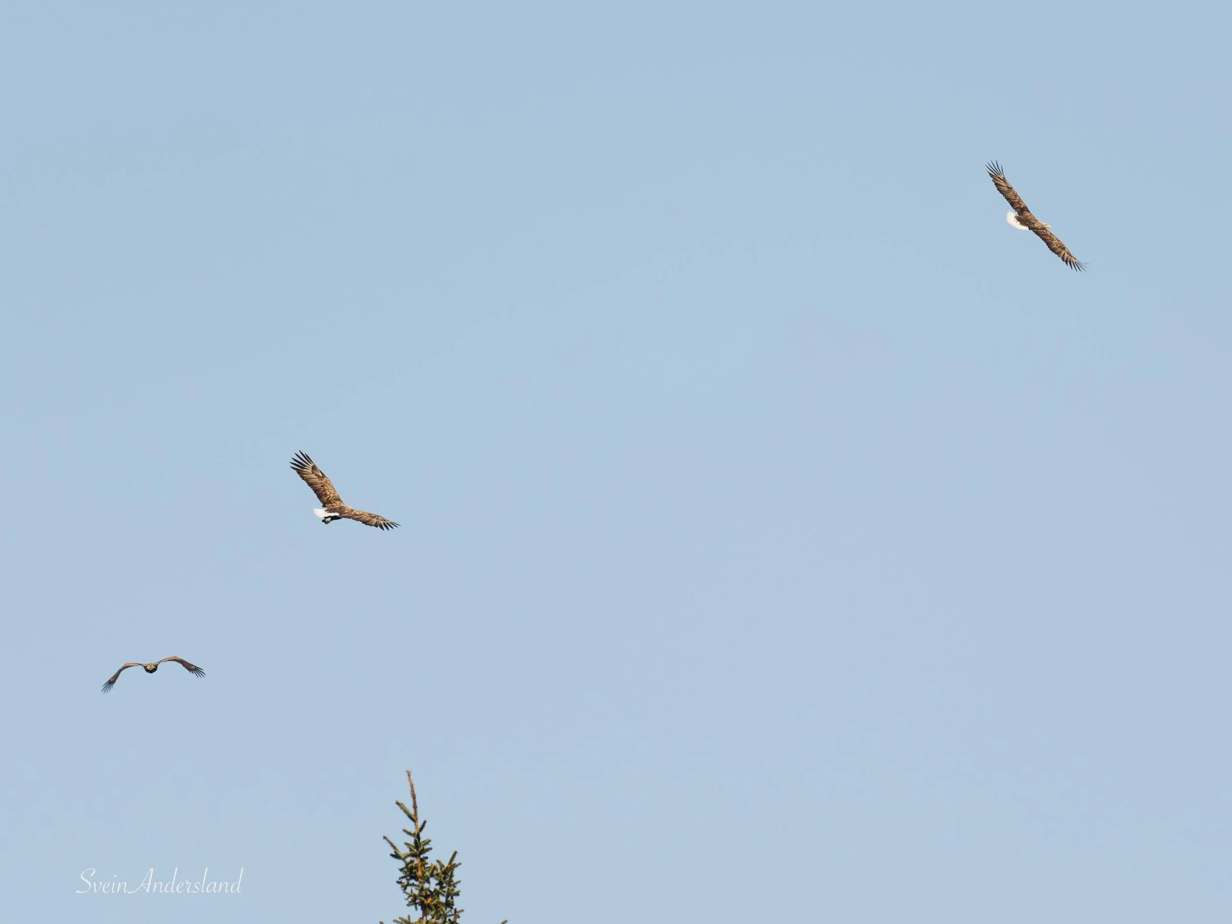 Havørnene Gunda og Otto jager vekk en inntrenger som var en ungørn. The sea eagles/white-tailed eagles Gunda and Otto are chasing away a young intruder