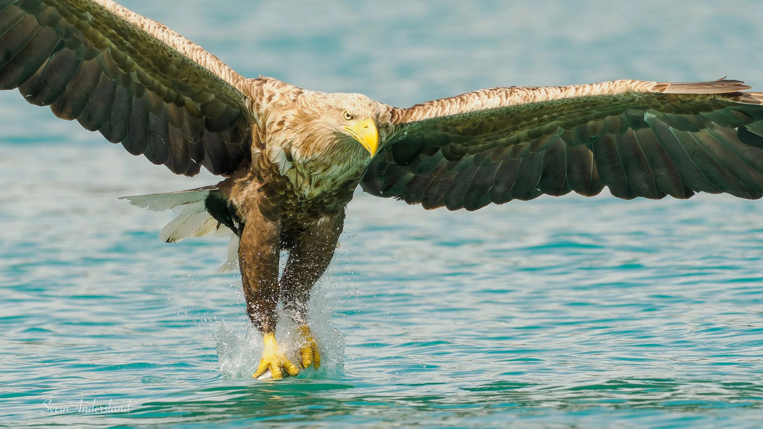 Havørn fanger fisk. Sea eagle, white-tailed eagle catches fish