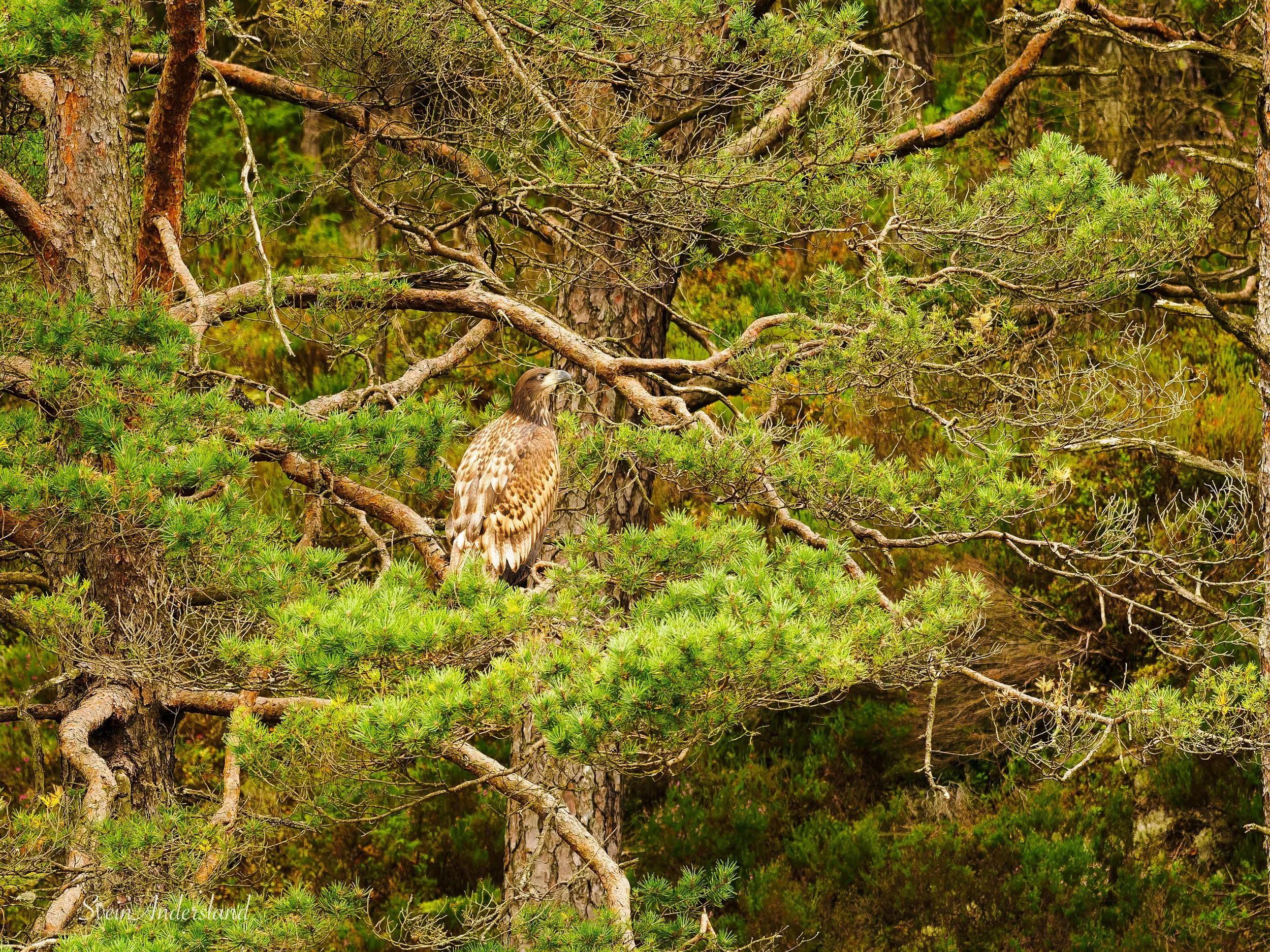 Havørnunge i tre. Juvenile sea eagle