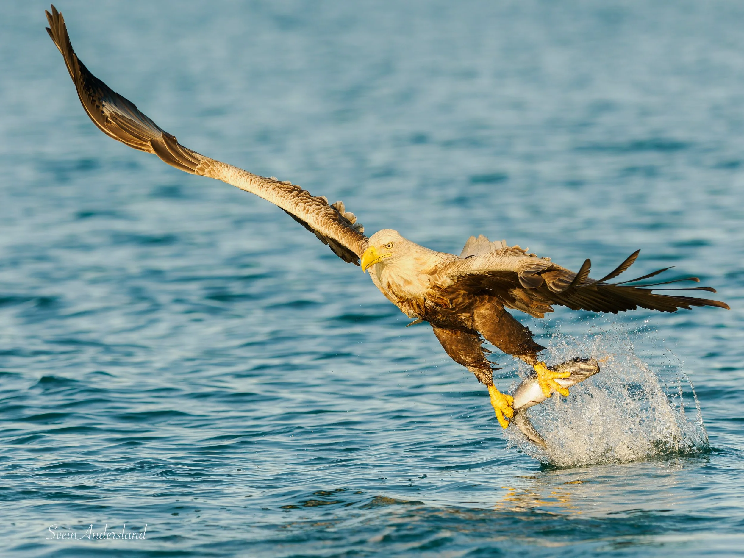 Havørna Ottar fangar fisk. The sea eagle, white-tailed eagle Ottar catches fish